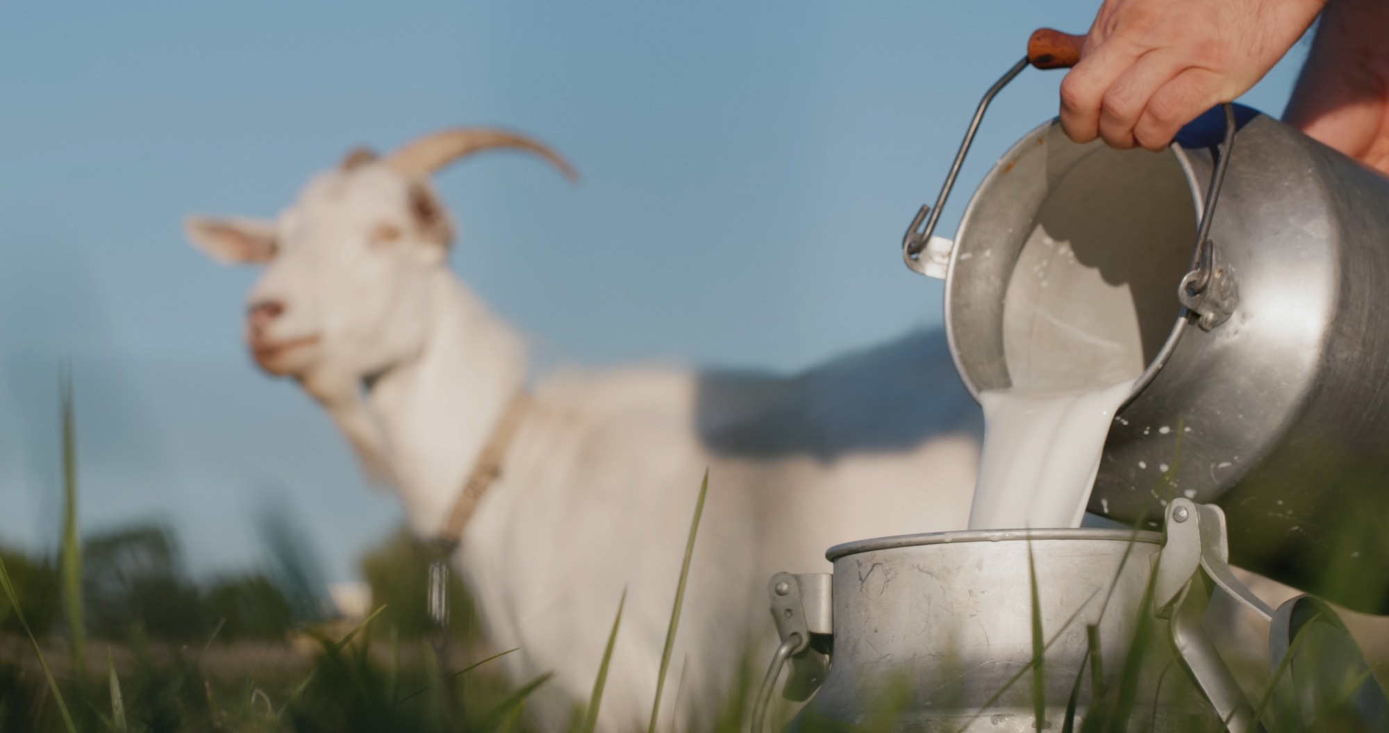 Study: Four Dairy Products Mitigates Sarcopenia in Mice by Modulating Muscle Inflammation, Autophagy, and Protein Degradation. Image Credit: StockMediaSeller / Shutterstock