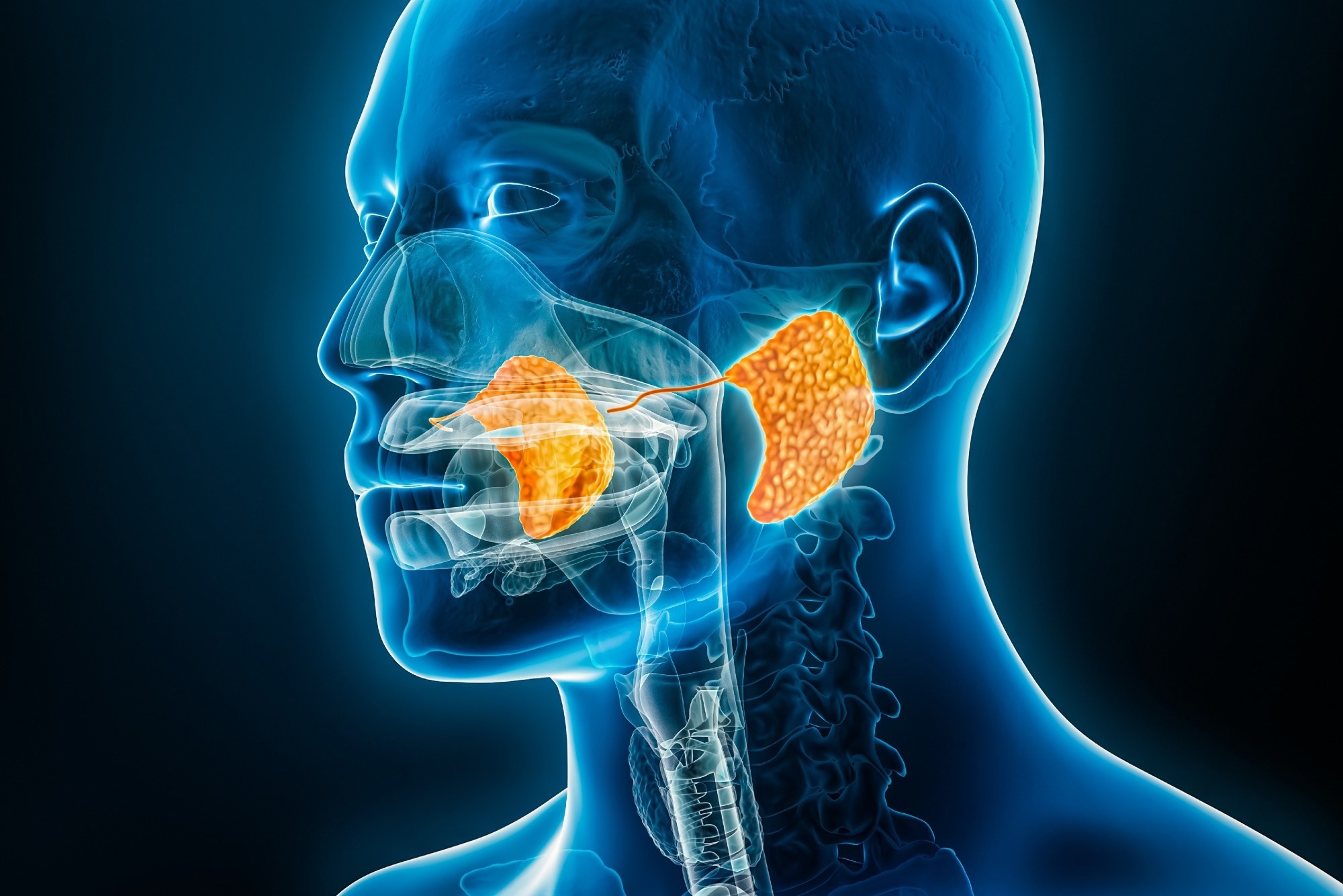 Parotid (salivary) gland and duct x-ray 3D rendering illustration with male body contours.