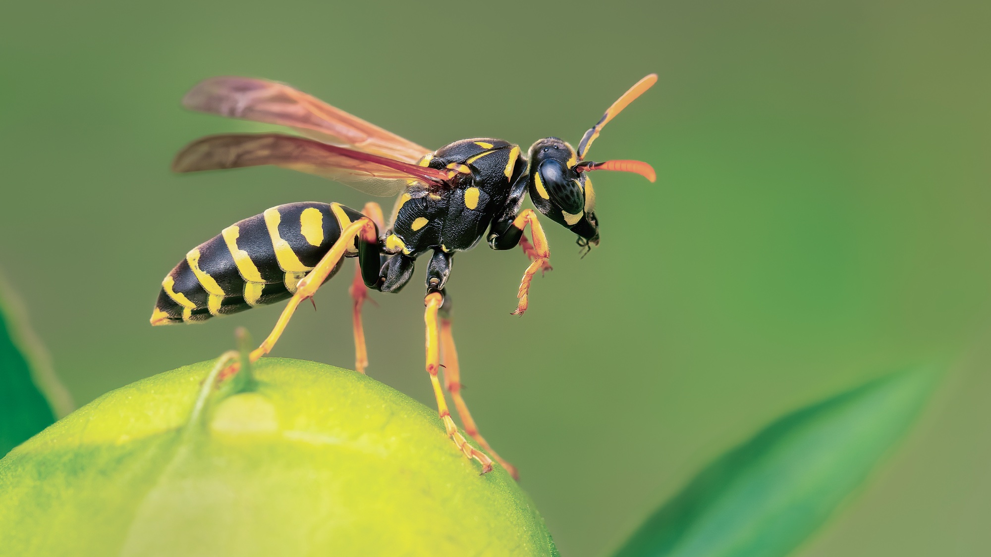 Wasp on a plant