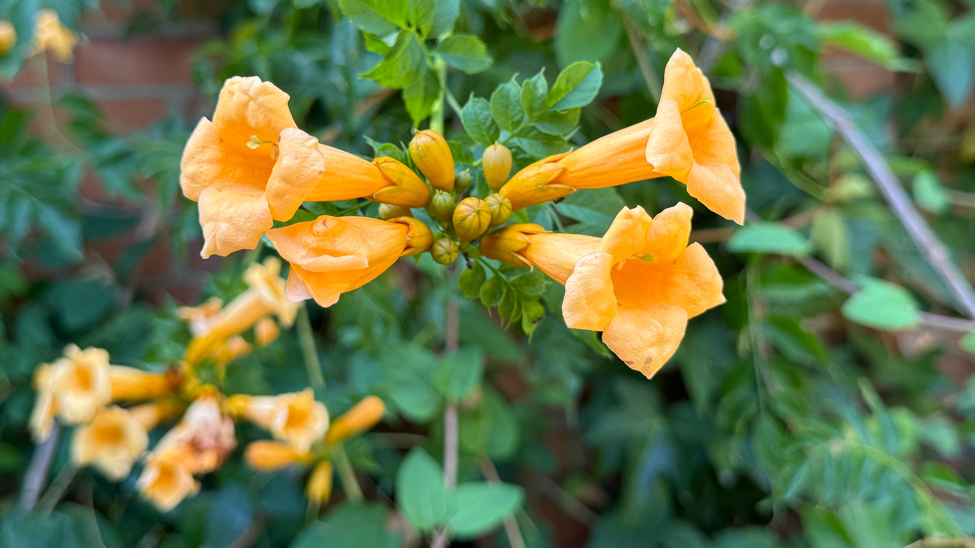 CAMPSIS X TAGLIABUANA, Creeper Creeper, Vine חצוצרה
