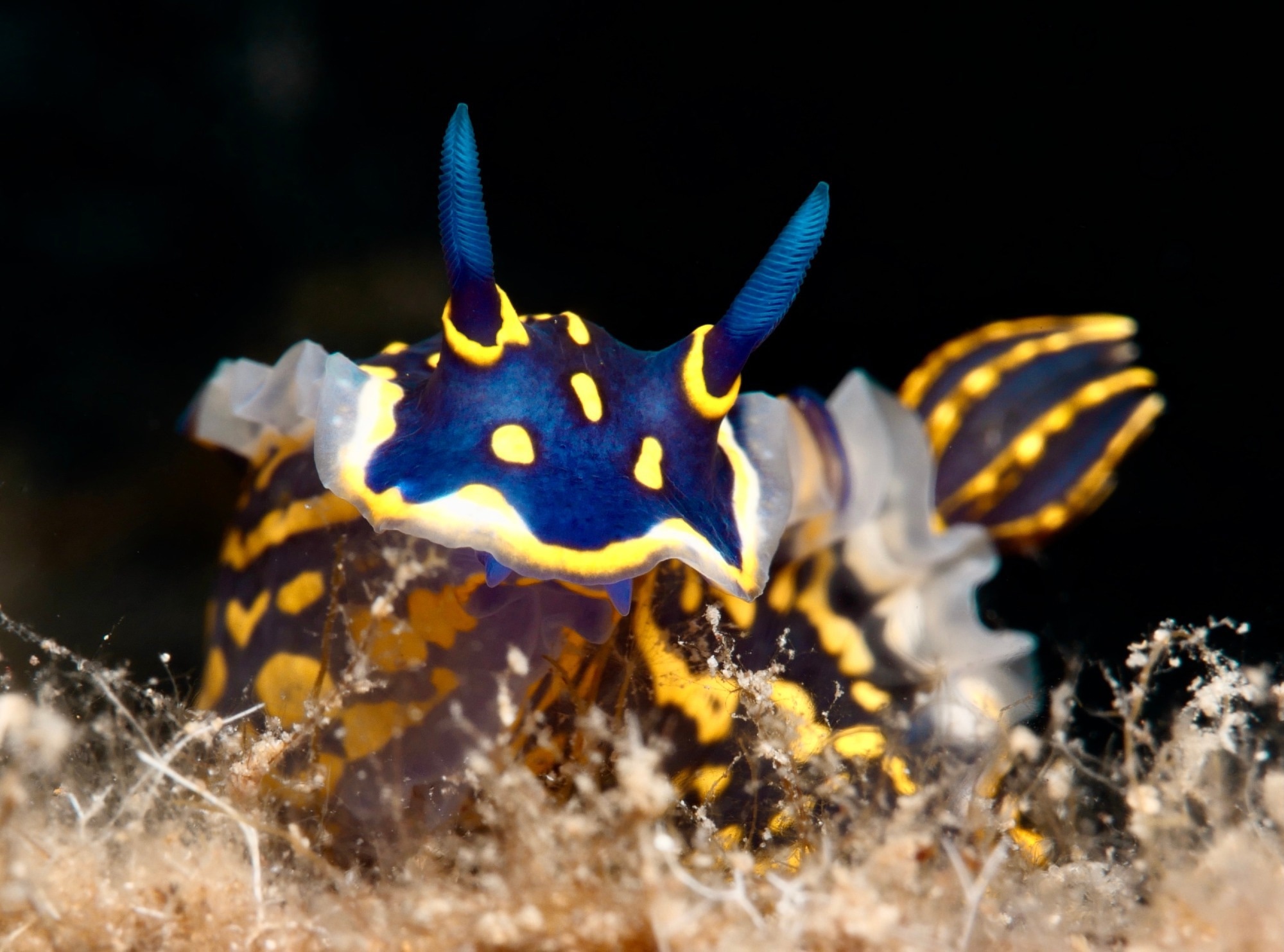 Review: Nudibranchs as Sources of Marine Natural Products with Antitumor Activity: A Comprehensive Review. ​​​​​​​Image Credit: Sakis Lazarides / Shutterstock