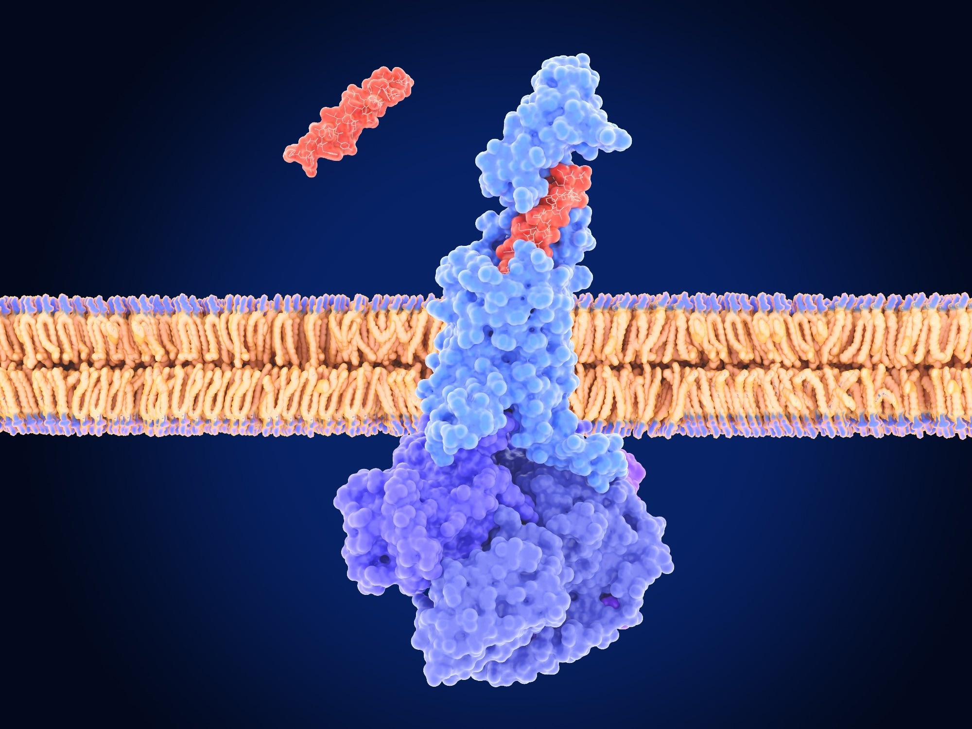 Study: Glucose-dependent insulinotropic polypeptide receptor signaling in oligodendrocytes increases the weight-loss action of GLP-1R agonism. Image Credit: Juan Gaertner / Shutterstock