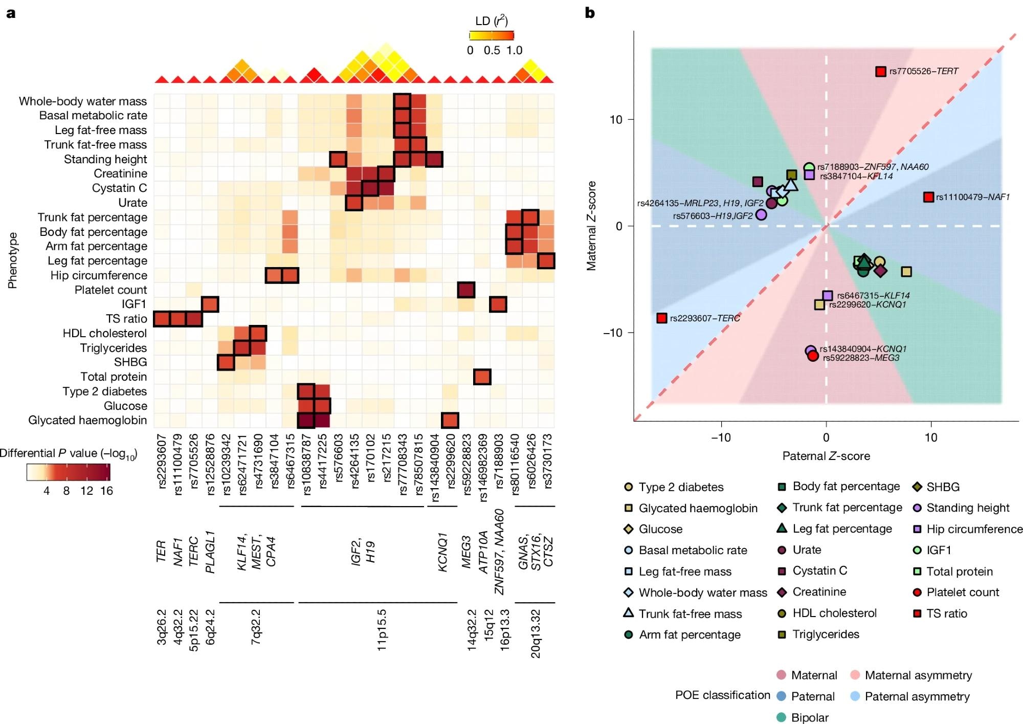 a, Heatmap summarizing the differential P value for all significant POEs identified in this study, computed using REGENIE (two-sided test). Columns correspond to genetic variants ordered by genetic position and annotated with the genes and chromosome bands, whereas rows represent phenotypes. The colour intensity represents the magnitude of the differential P value, with darker shades indicating stronger differential effects. Cells with black rectangles indicate significant POEs identified in this SNP–trait pair and reported in Table 1. The linkage disequilibrium (LD) heatmap (top) shows the linkage disequilibrium (r2) between the variants. b, Scatter plot illustrating the parental Z-scores for all significant POEs identified in this study and reported in Table 1. Each point represents a significant POE, coloured and shaped by phenotype. The dashed red line represents the line of equality, and the dashed white lines represent zero values for paternal and maternal Z-scores, respectively. Areas are filled according to the POE classification. Labelled points correspond to POEs classified as paternal or maternal effects. Unlabelled points correspond to bipolar POEs.