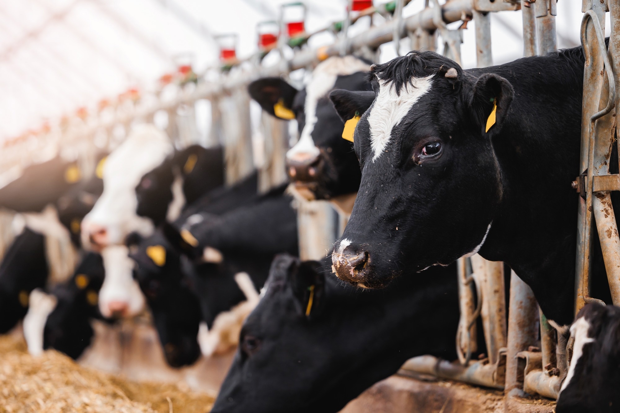 Cows in modern farm