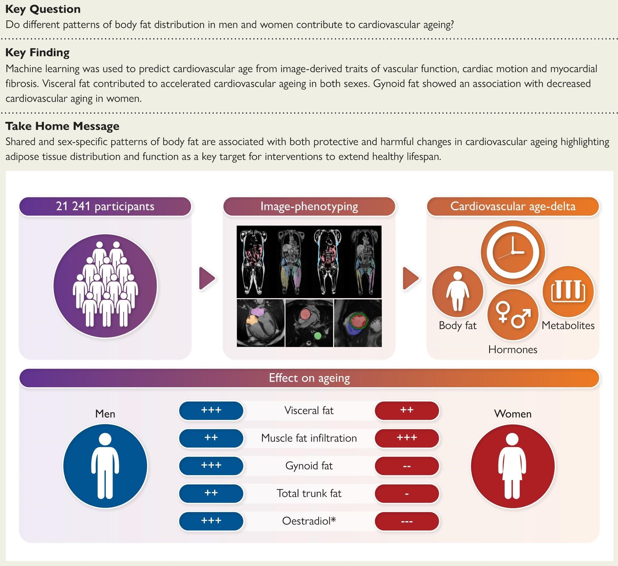 מיקום שמן, לא BMI, מניע סיכון להזדקנות לב אצל גברים ונשים