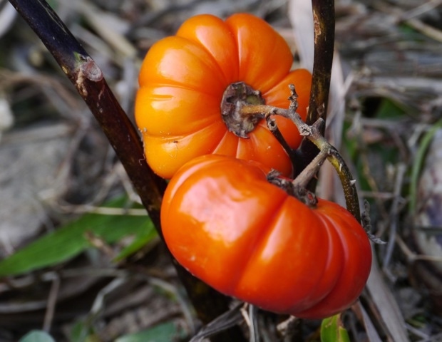 תזונה בסגנון ים תיכוני עשויה להפחית את הסיכון לדמנציה אצל אנשים עם סיכון גנטי גבוה