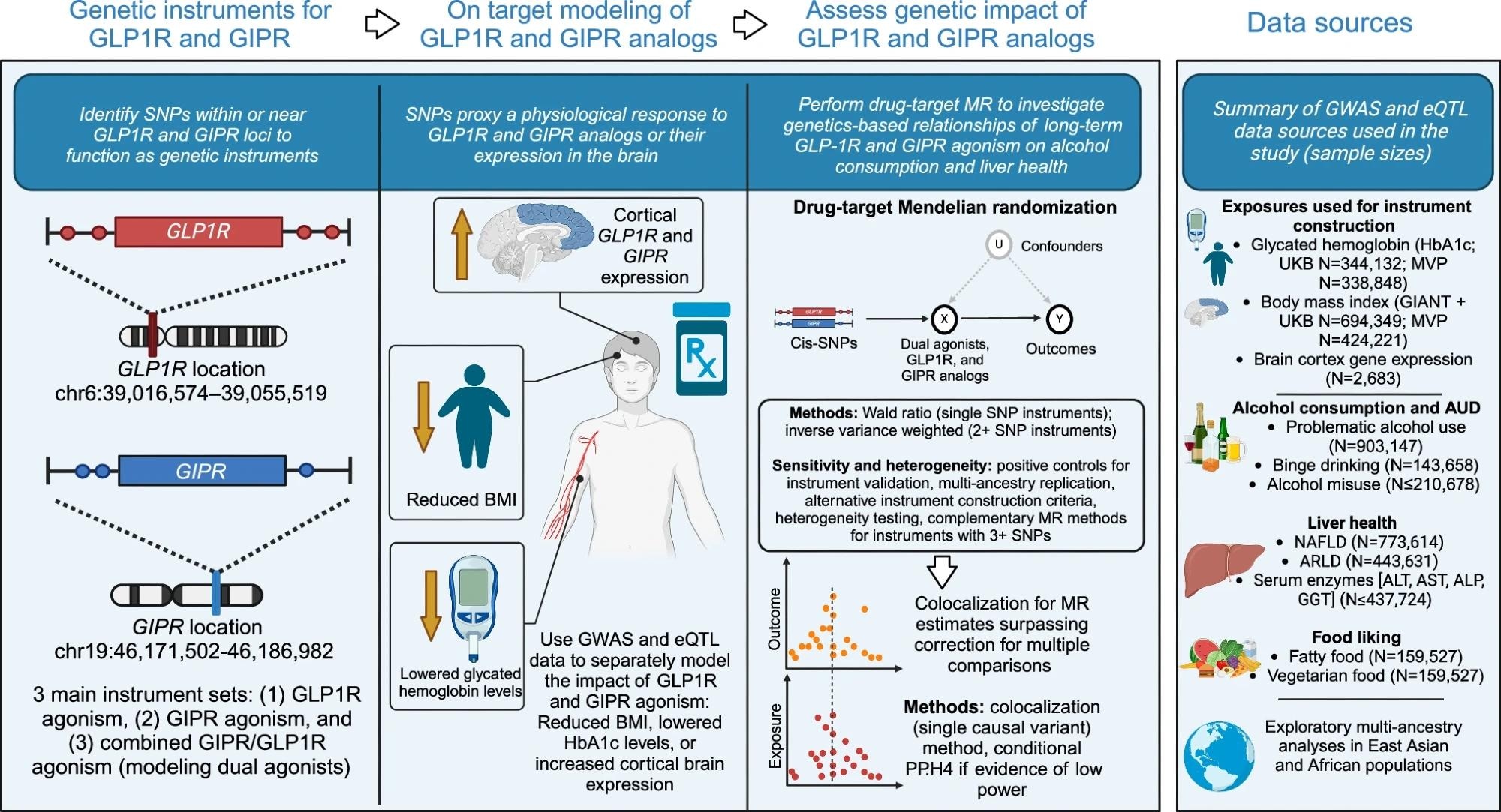 מחקר זה השתמש בנתוני GWAS ברמת סיכום הנוגעים להמוגלובין גליזציה (HBA1C) ומדד מסת גוף (BMI) לבניית מכשירים גנטיים הדוגמתיים GLP1R ואגוניזם GIPR. בנינו שלושה סוגים של מכשירים: האחד ש- proxies glp1r אגוניזם, כזה שמגדיל את אגוניזם Gipr, ומכשיר משולב אחד שמגדיל את האגוניזם הכפול Glp1r ו- Gipr. כל סוג מכשיר כלל מקורות חשיפה מרובים המחקים את התגובות הפיזיולוגיות הצפויות למודולציה פרמקולוגית של המטרות (הורידה את המוגלובין הגליקטי (HBA1C), הפחתת מדד מסת הגוף (BMI) וביטוי GLP1R או GIPR בקליפת המוח). ערכות מכשירים לכל חשיפה של BMI ו- HBA1C נבנו בשני סטטיסטיקות סיכום של GWAS עצמאיות (BIOBANK BIOBANK (פלוס ענק עבור BMI) ותוכנית מיליון הוותיקים (MVP)). לאחר מכשור ואימות עם האינדיקציות הקליניות העיקריות לאגוניזם GLP1R ו- GIPR (סוכרת מסוג 2 והשמנת יתר), והערכת השפעתם על בריאות הכבד, השגנו מבחר של תוצאות הקשורות להפרעת שימוש באלכוהול (AUD) והתנהגות צריכת אלכוהול כדי להעריך את ההשפעה של Agonism GLP1R ו- GIPR. הקשרנו את הניתוחים הקשורים לאלכוהול על ידי ניתוח הפרעות אחרות לשימוש בחומרים וחקירת תוצאות הקשורות לחיבה של מזון שדיווחו על עצמם. בגלל הזמינות של גדלי מדגם גדולים ונקודות הקצה הרלוונטיות ביותר, השתמשנו בנתונים ממוצא האירופי כמערך הניתוח העיקרי, אך ביצענו גם ניתוחים באמצעות מקורות נתוני אבות אסיאתיים ואפריקאים. לבסוף, עבור כל אומדני ה- MR-Target Sured, המדגימים עדויות למערכת יחסים (שיטת MR עיקרית של SURG-Target P <0.05), ביצענו ניתוחי קולוקליזציה כדי להעריך עדויות של גרסאות סיבתיות משותפות בין חשיפות הסמן הביולוגי והתוצאות ב- GLP1R ו- GIPR הגנומיות. אקראליזציה של מר מנדליאנית, קולטן פפטיד -1 דמוי גלוקגון GLP1R, קולטן פוליפפטיד אנסולינוטרופי תלוי גלוקוז, מחלת כבד שומנית לא אלכוהולית, מחלת כבד הקשורה לאלכוהול ALD, פולימורפיזם של נוקליאוטיד יחיד של SNP, מדד גוף BMI.