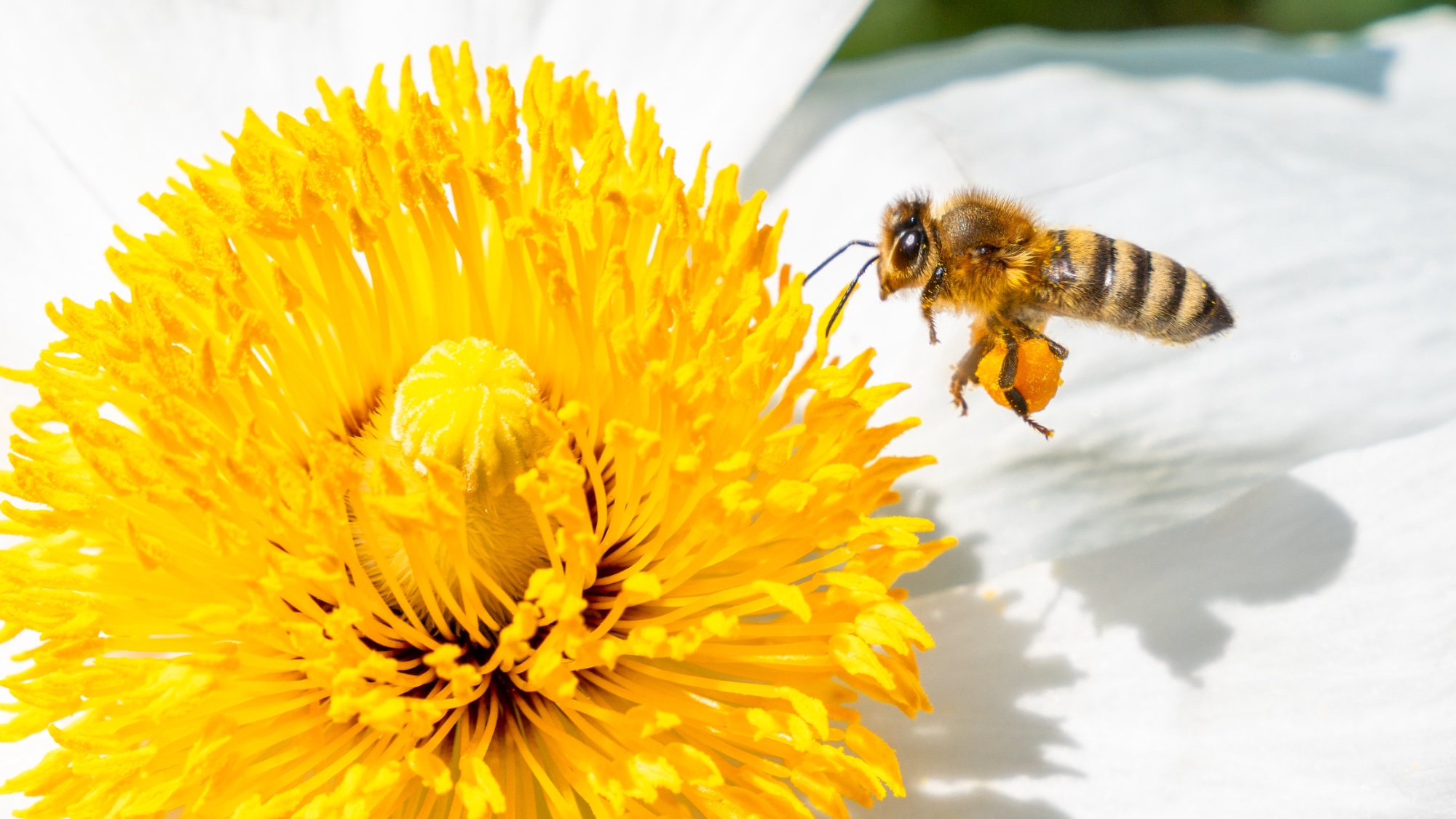 honey bee next to flower