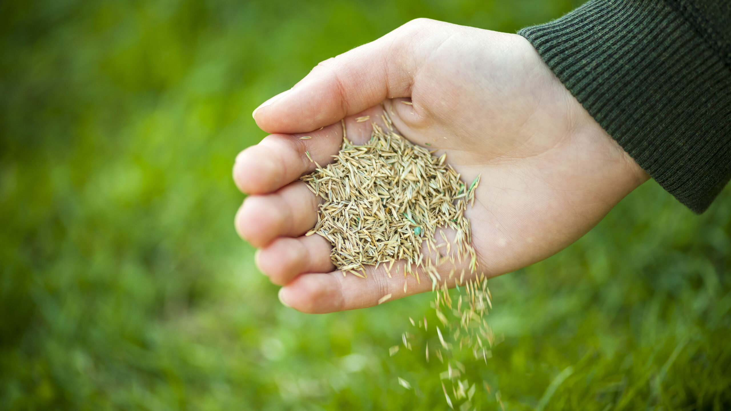 A hand spreading grass seed on a lawn