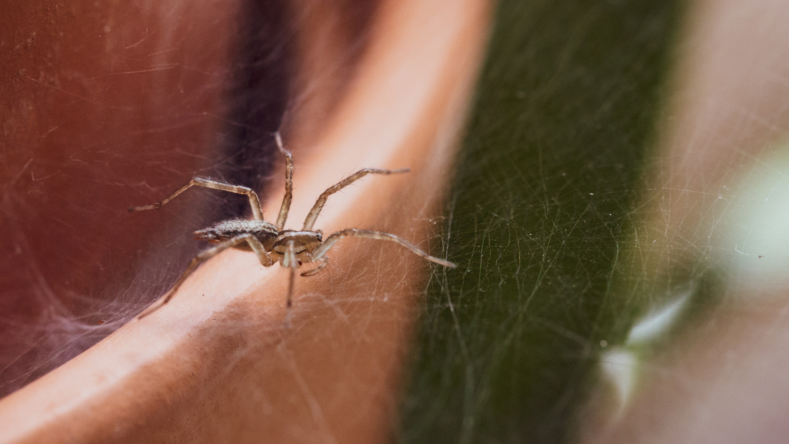 A small spider on plant pot
