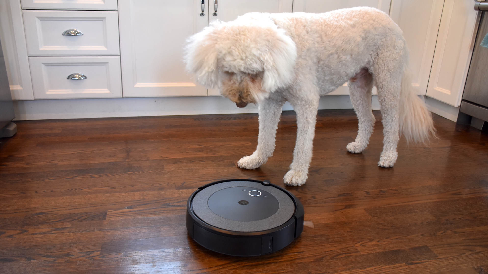 iRobot Roomba J7+ על רצפת עץ קשה ליד כלב לבן