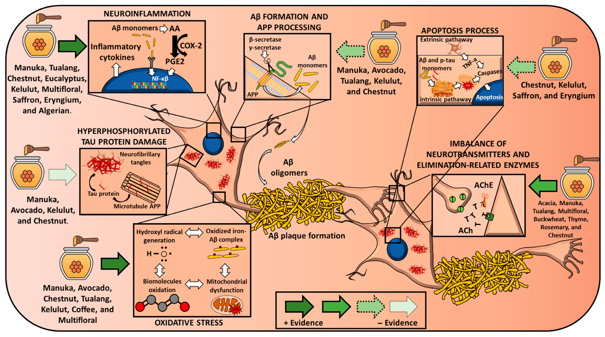Effects of different honey types on the main molecular features of Alzheimer disease. Arrows’ design reflects the strength of the evidence. Abbreviations: AA = arachidonic acid; Aβ= amyloid beta;