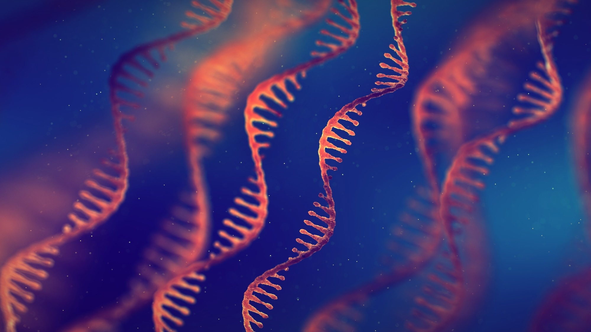 Single strand ribonucleic acid (RNA) molecules. 3D illustration