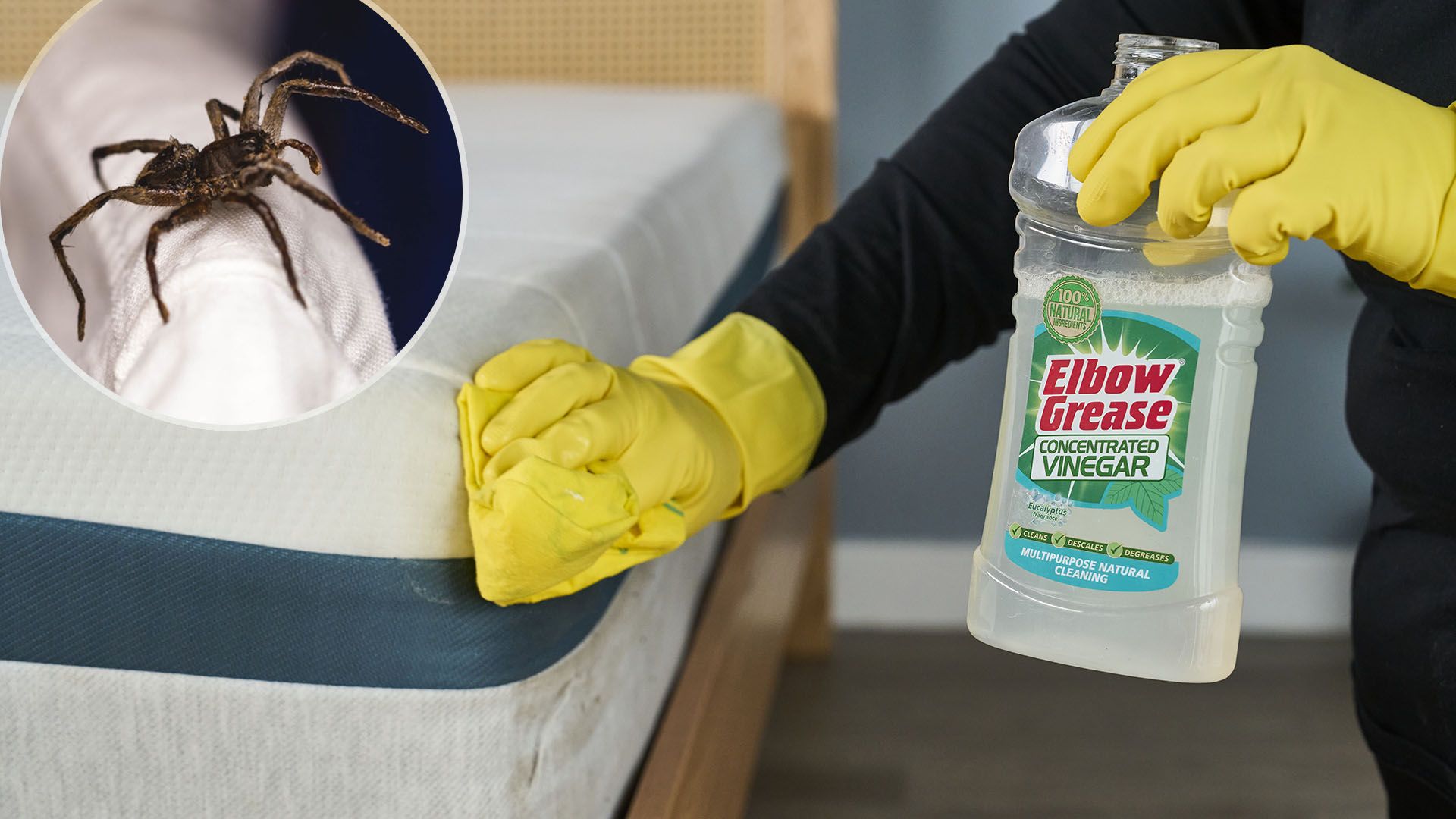 A close up of a pair of hands in rubber gloves using vinegar to blot the corner of a mattress. In the top left, a close up of a spider