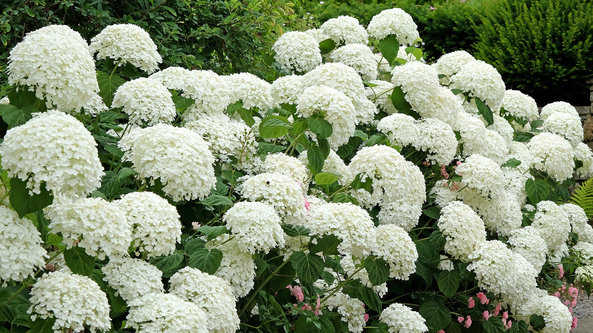 Arborescens Hydrangea לבן ' אנאבל חזקה '