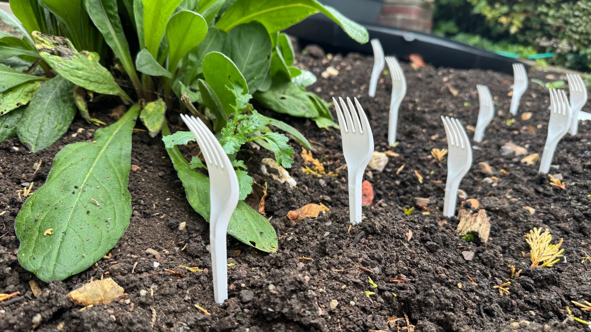 Forks in soil in the garden