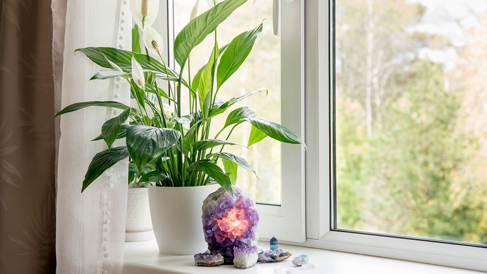 Peace lily plant in a brightly lit space