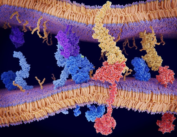 גילוי סודות ההעברה המכנית העצבית