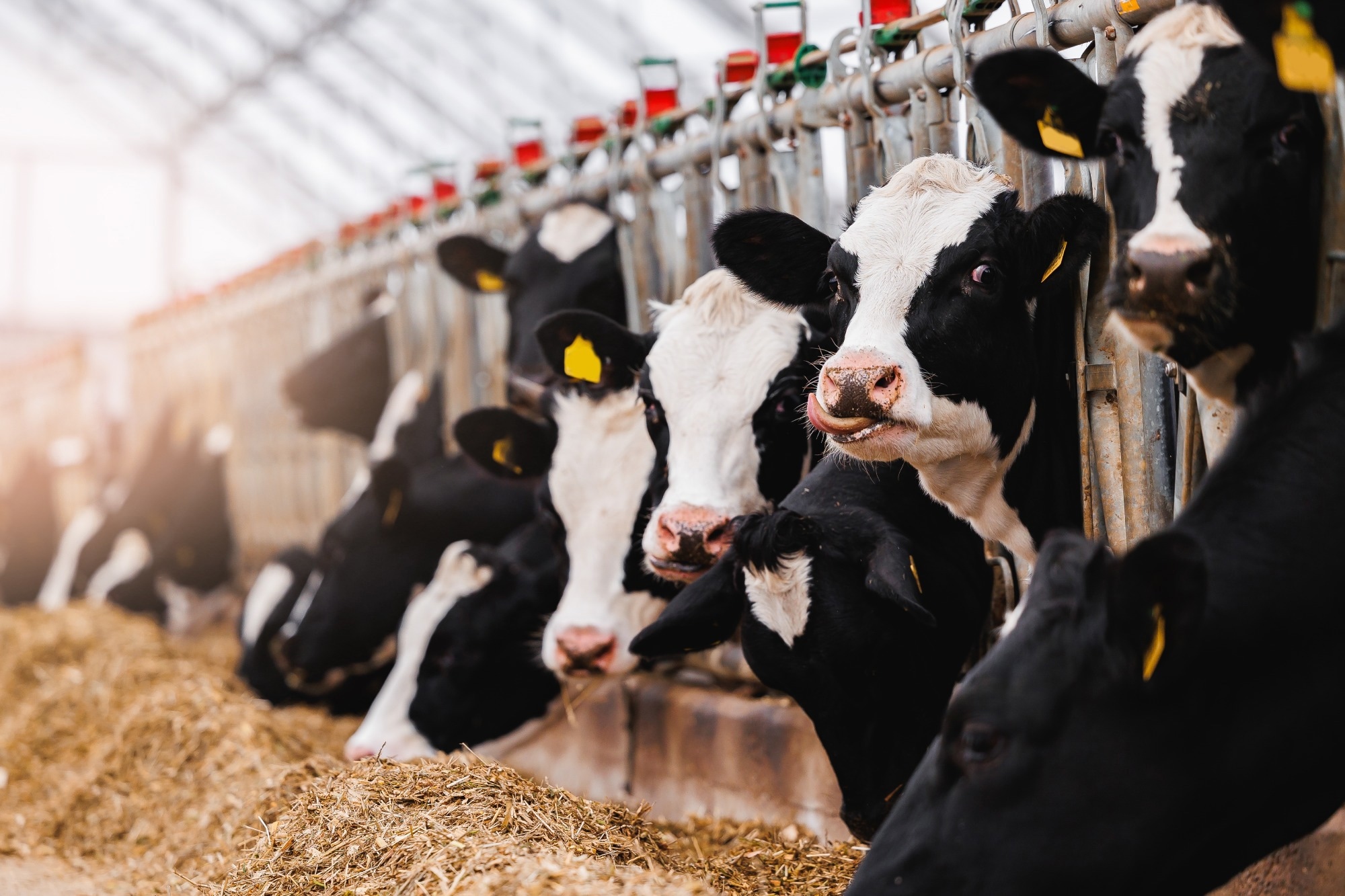 Cows with smart collar in modern farm livestock