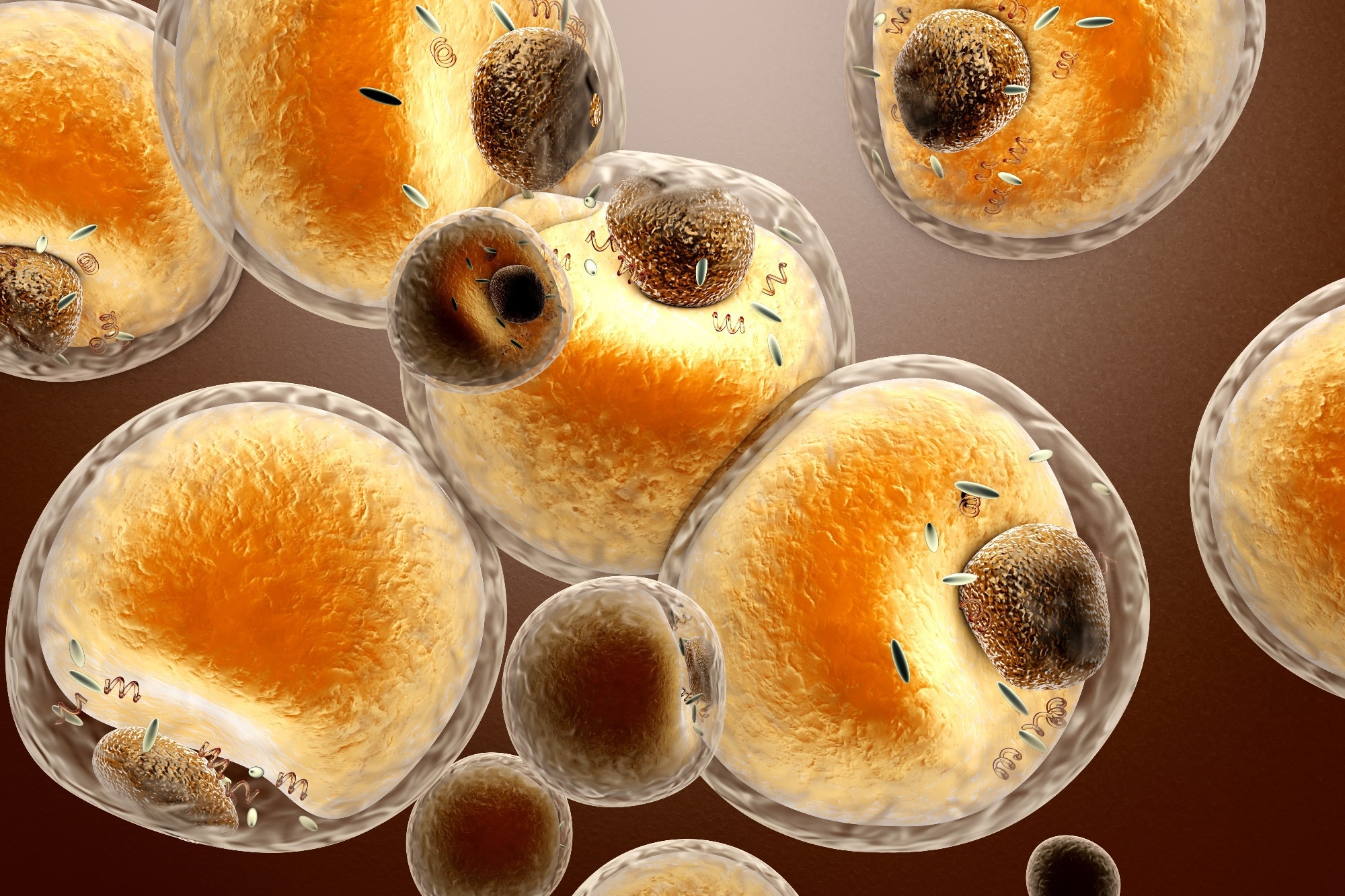 obesity-liked fat vesicles
