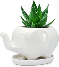 אדנית בשרניים של פיל לבן