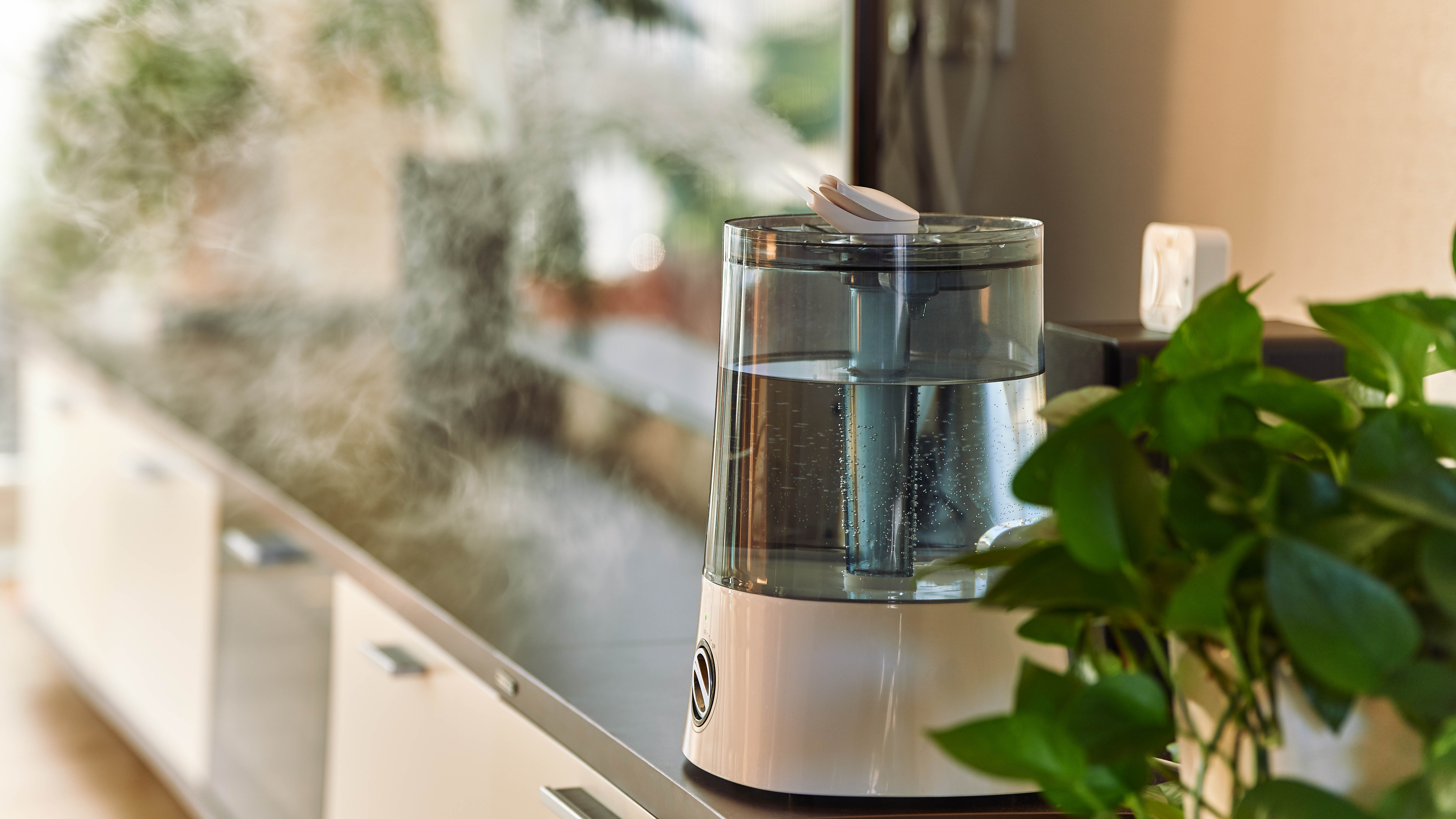 מכשיר אדים על ארון ליד צמח