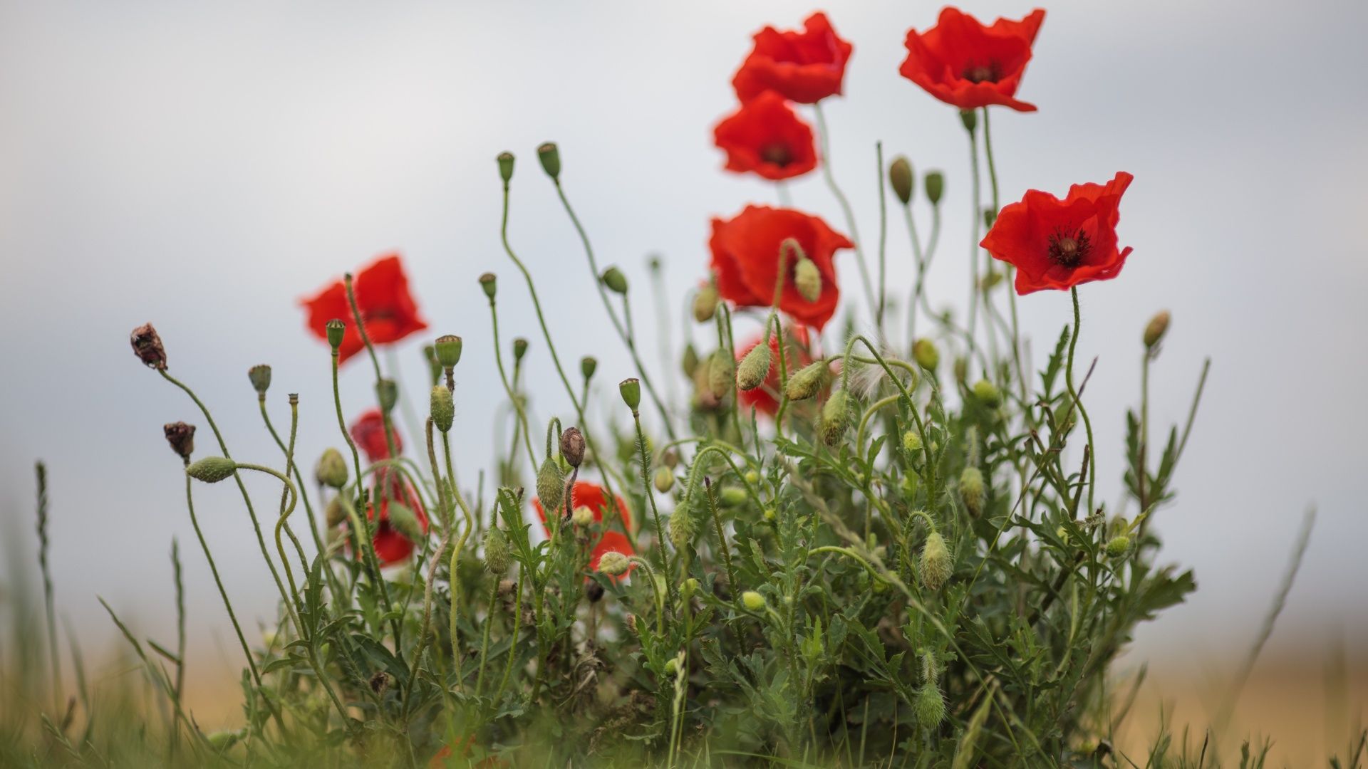 Wild poppies grow in the 'Trench of Death', a preserved World War One trench system, in Diksmuide, Belgium