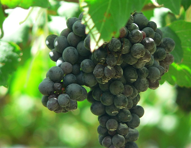 דפוסי תזונה עשירים בפוליפנולים קשורים לסיכון נמוך יותר למחלות לב וכלי דם