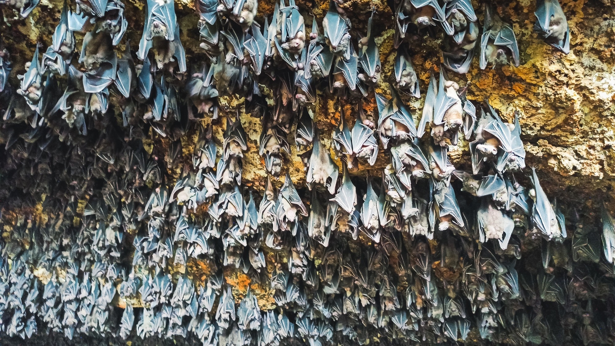 Study: Viral epidemic potential is not uniformly distributed across the bat phylogeny. Image Credit: Faisal_Fatso / Shutterstock