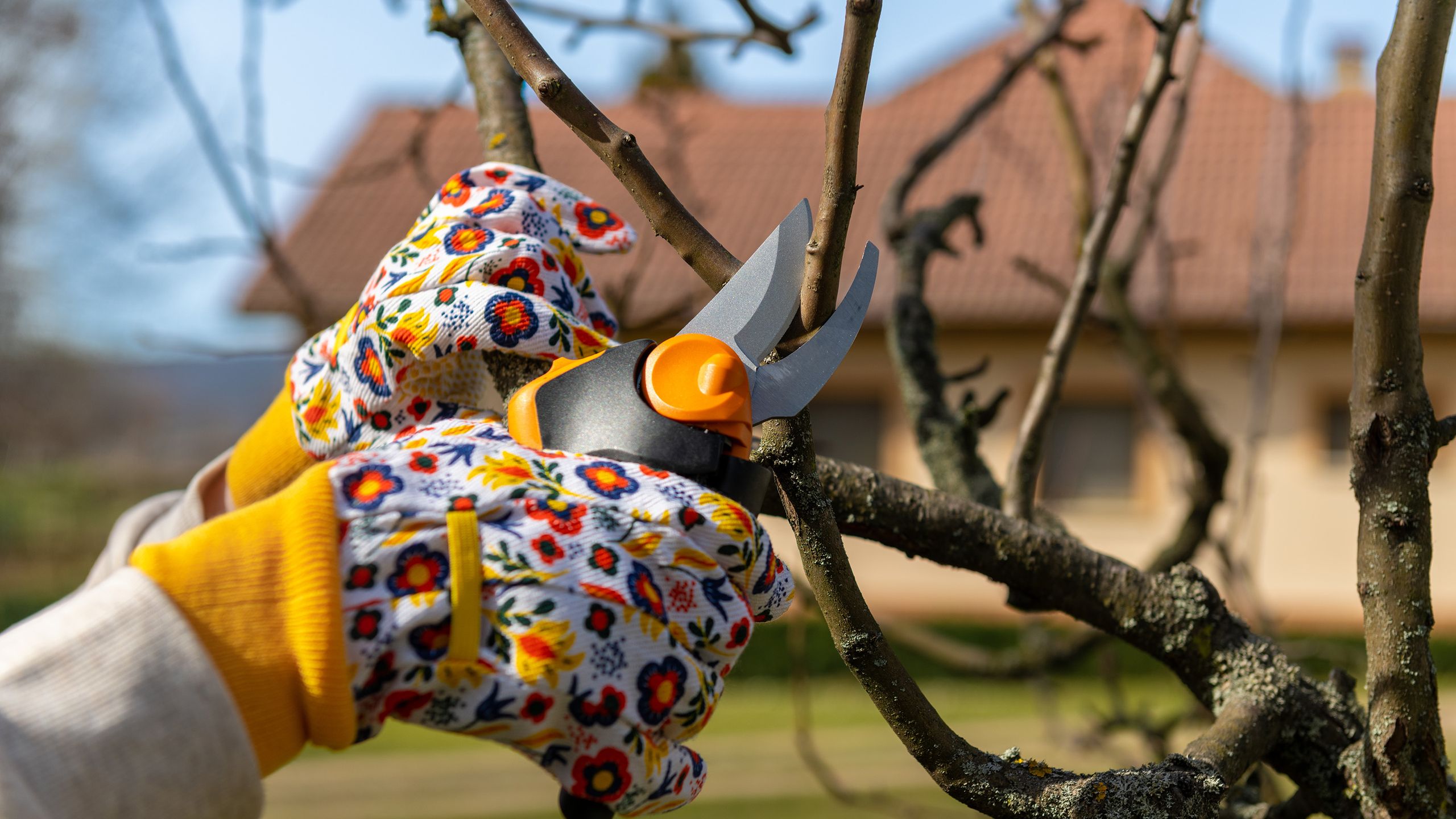 מומחים אומרים שגננים צריכים לבדוק דבר אחד לפני הגיזום בדצמבר כדי למנוע "סיכון מוגבר למחלות"