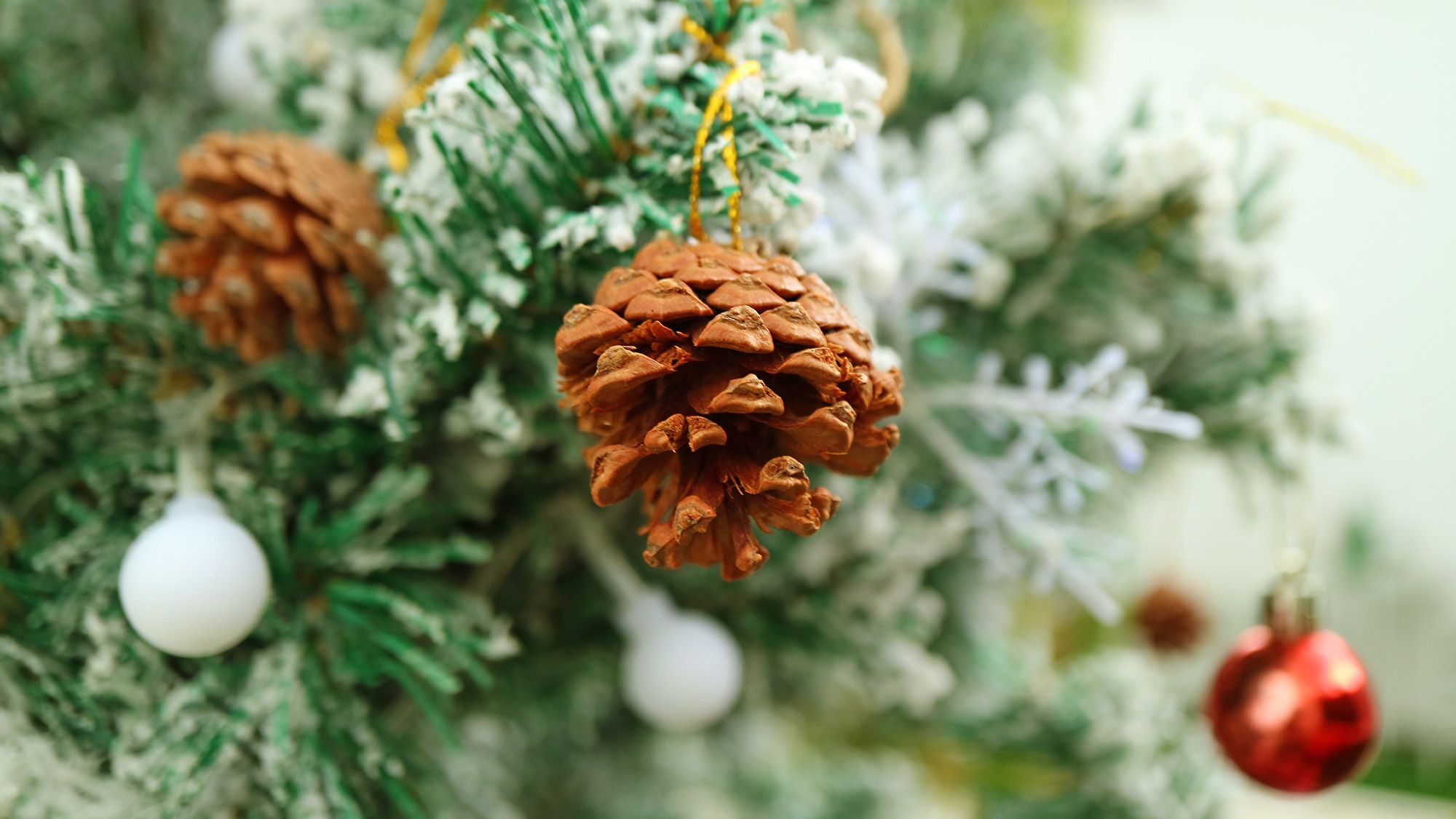 עץ חג המולד מתייבש? הנה 3 דרכים לשמור על השקיה