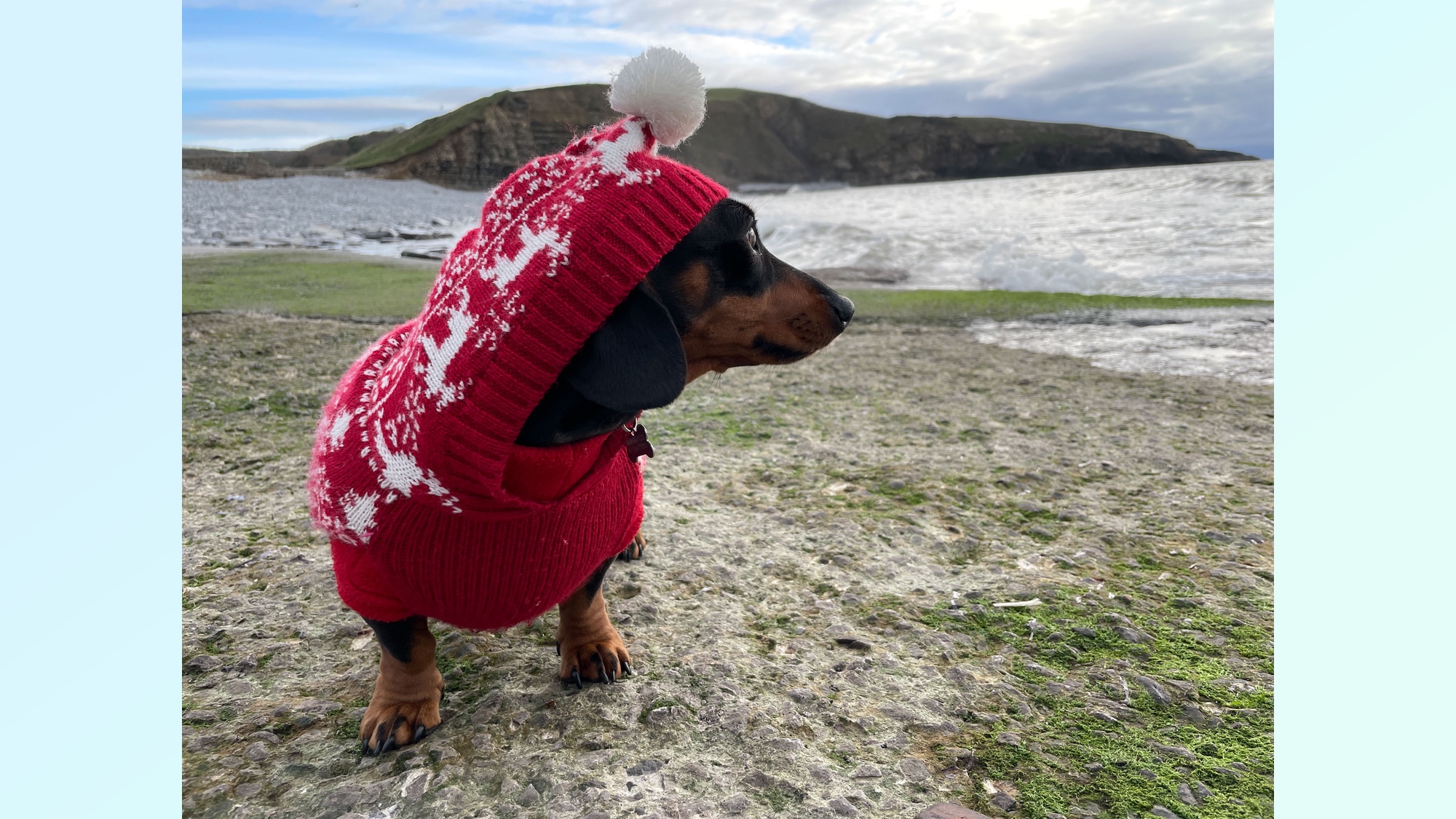 חיית מחמד שצולמה בזווית בעטיפת חג
