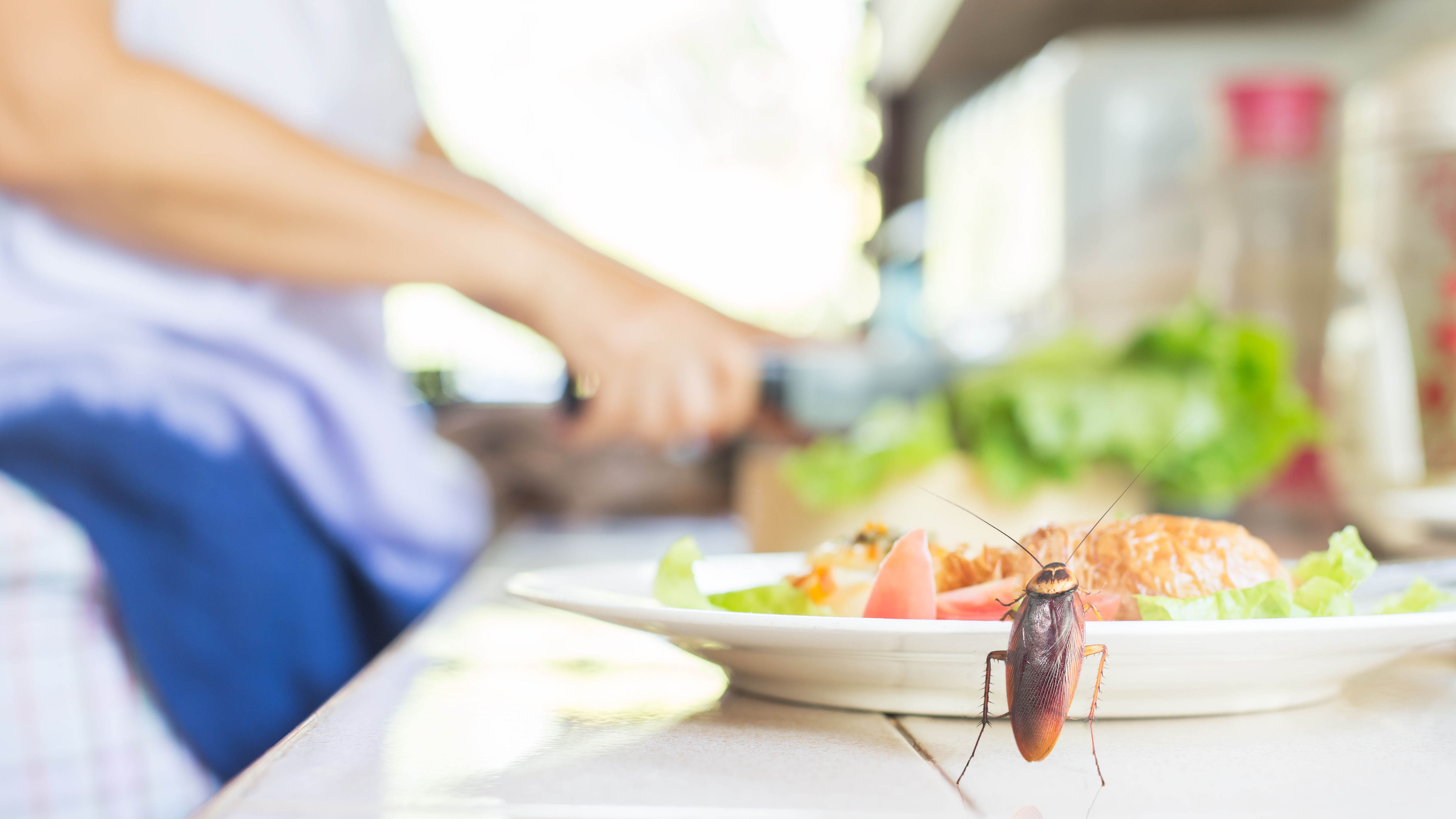 מקק אוכל מצלחת במטבח
