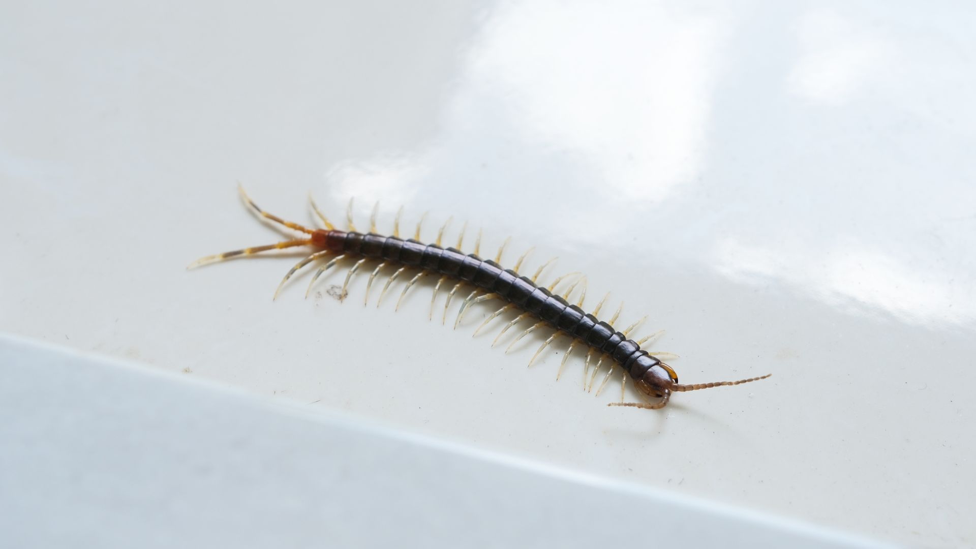 A centipede inside a house