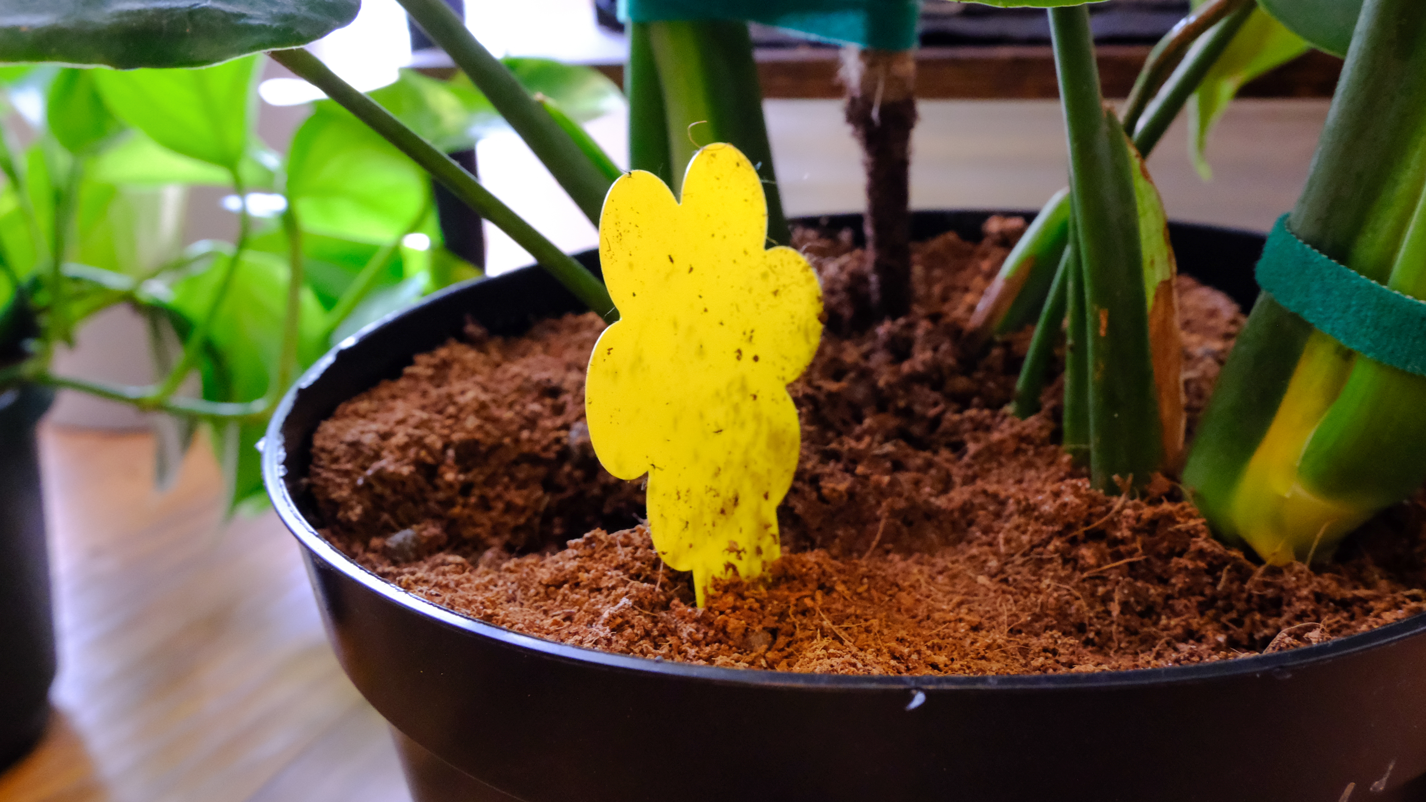 מפלצת בוגרת בריאה