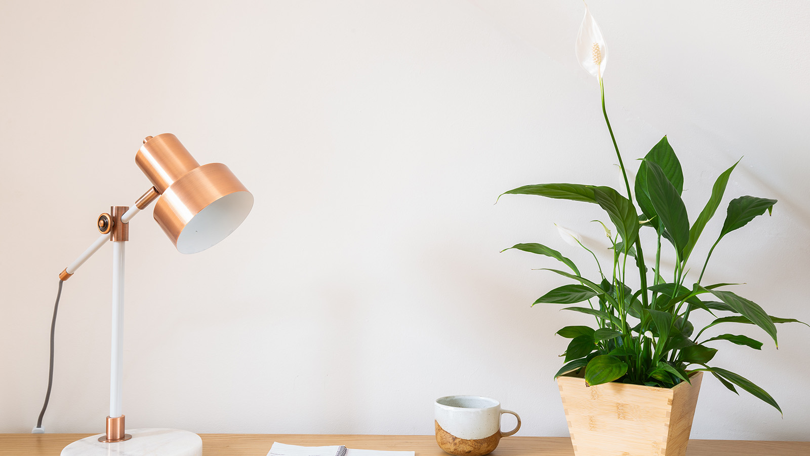 צמח שושן שלום בחלל מואר