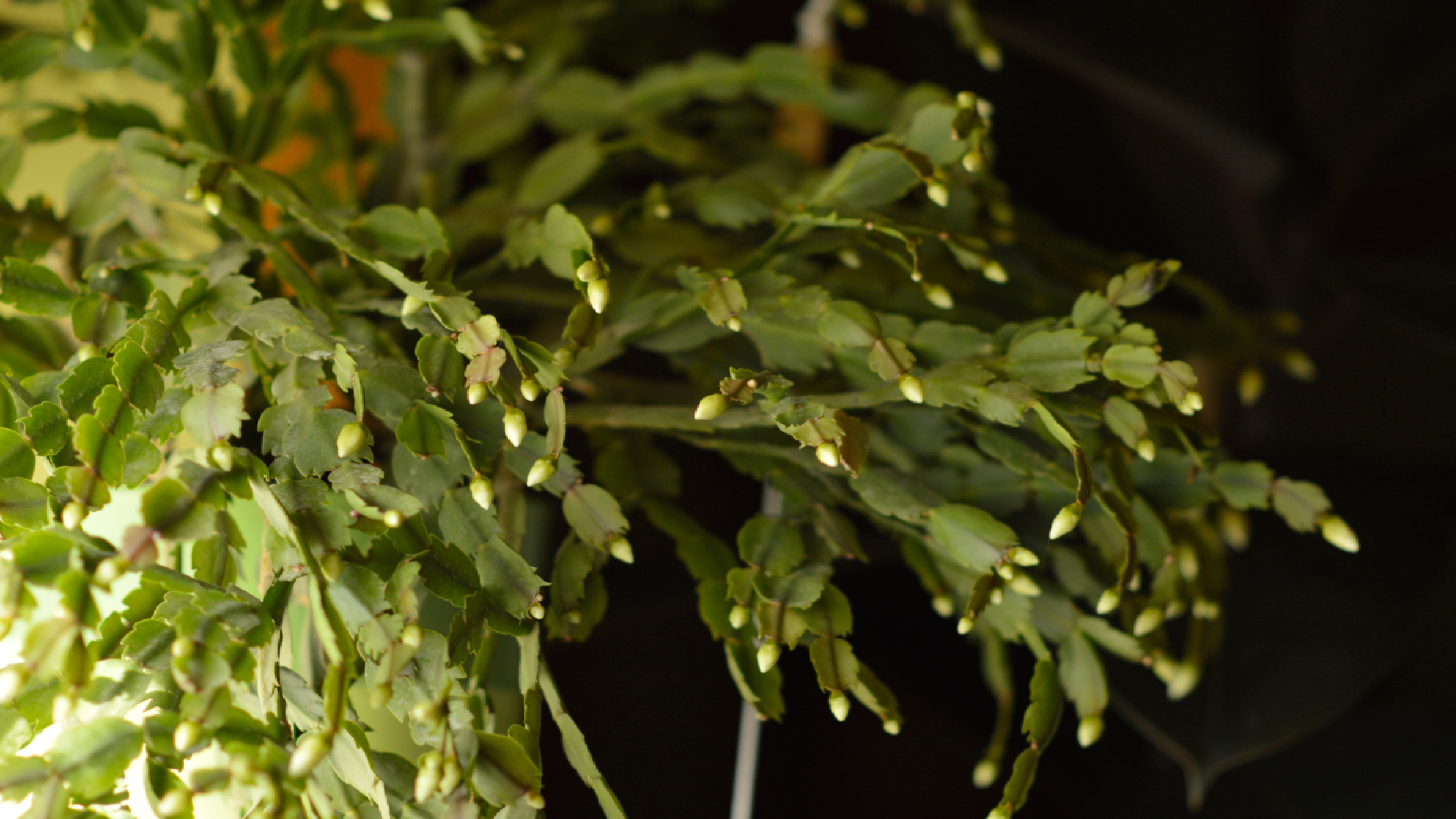 קקטוס חג המולד