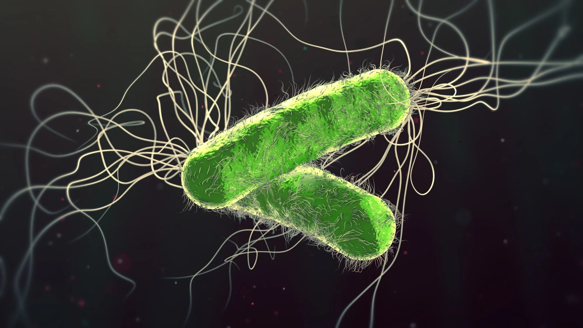 Green colored multiple antibiotic resistant Pseudomonas aeruginosa bacterium - 3d illustration