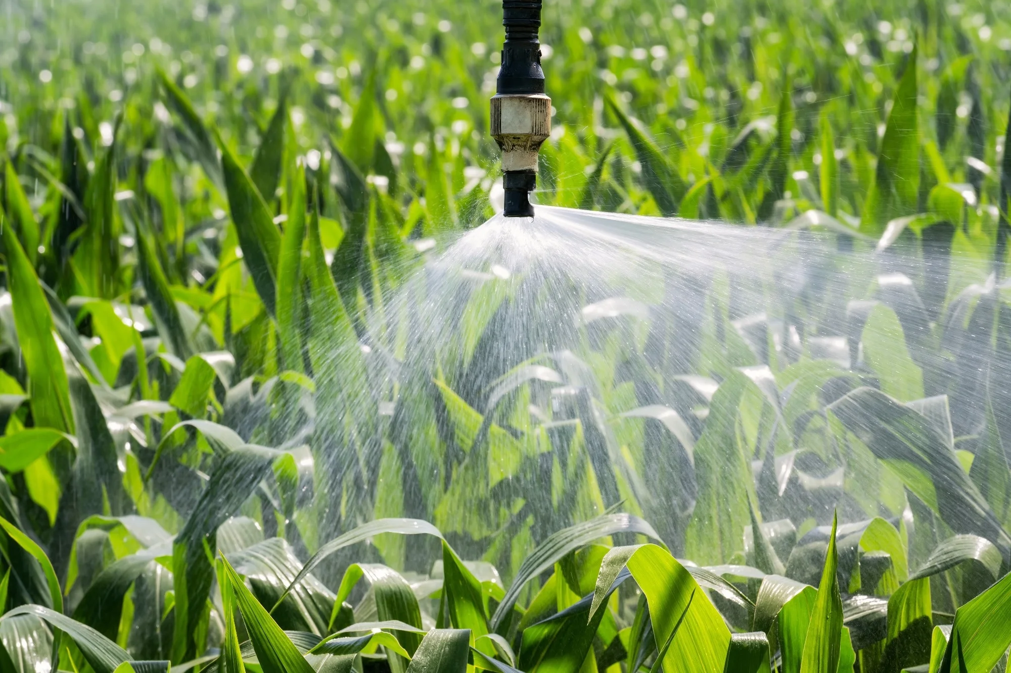Close up view of an automatic watering system on a corn field.