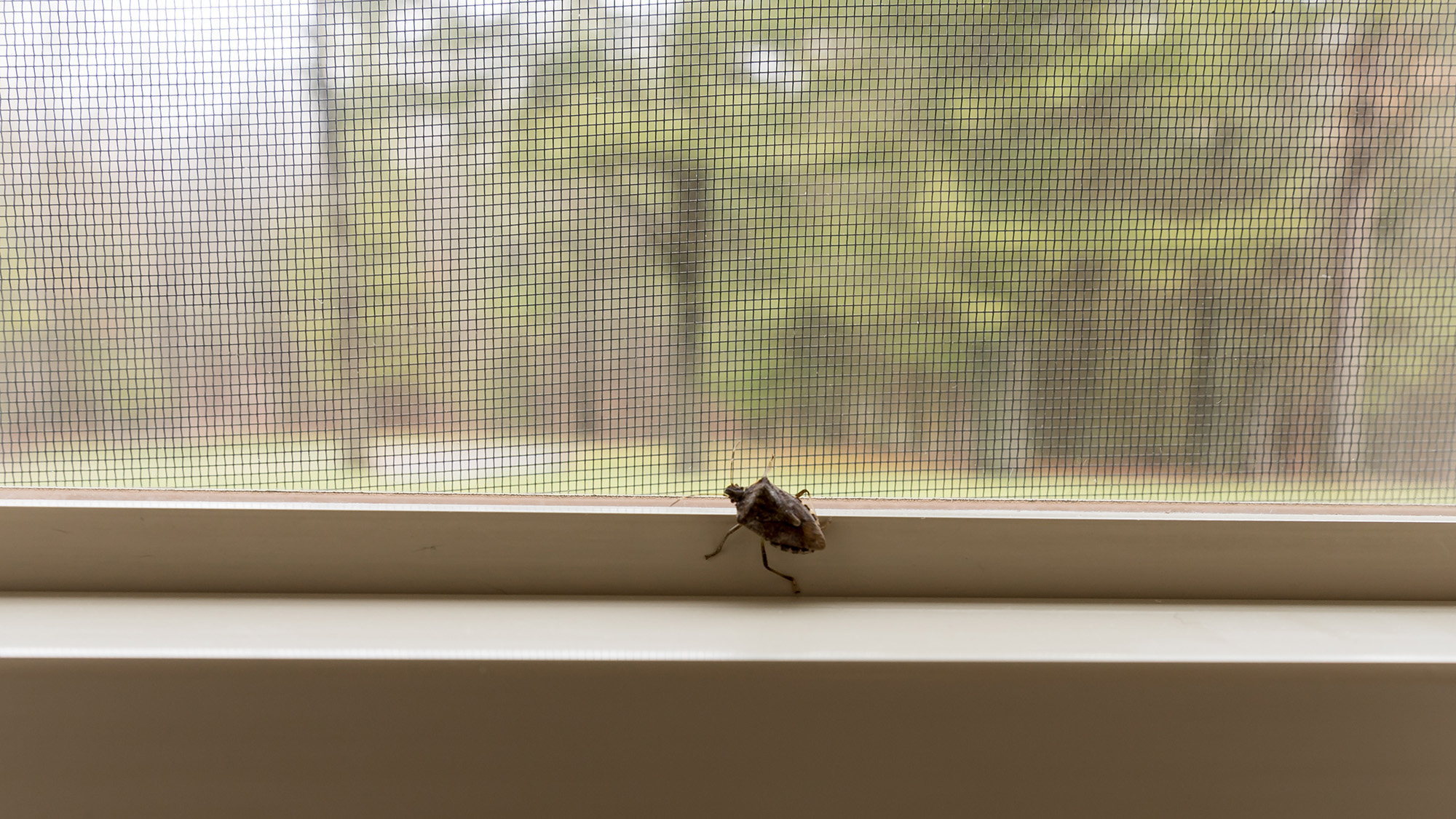 חרקים מסריחים