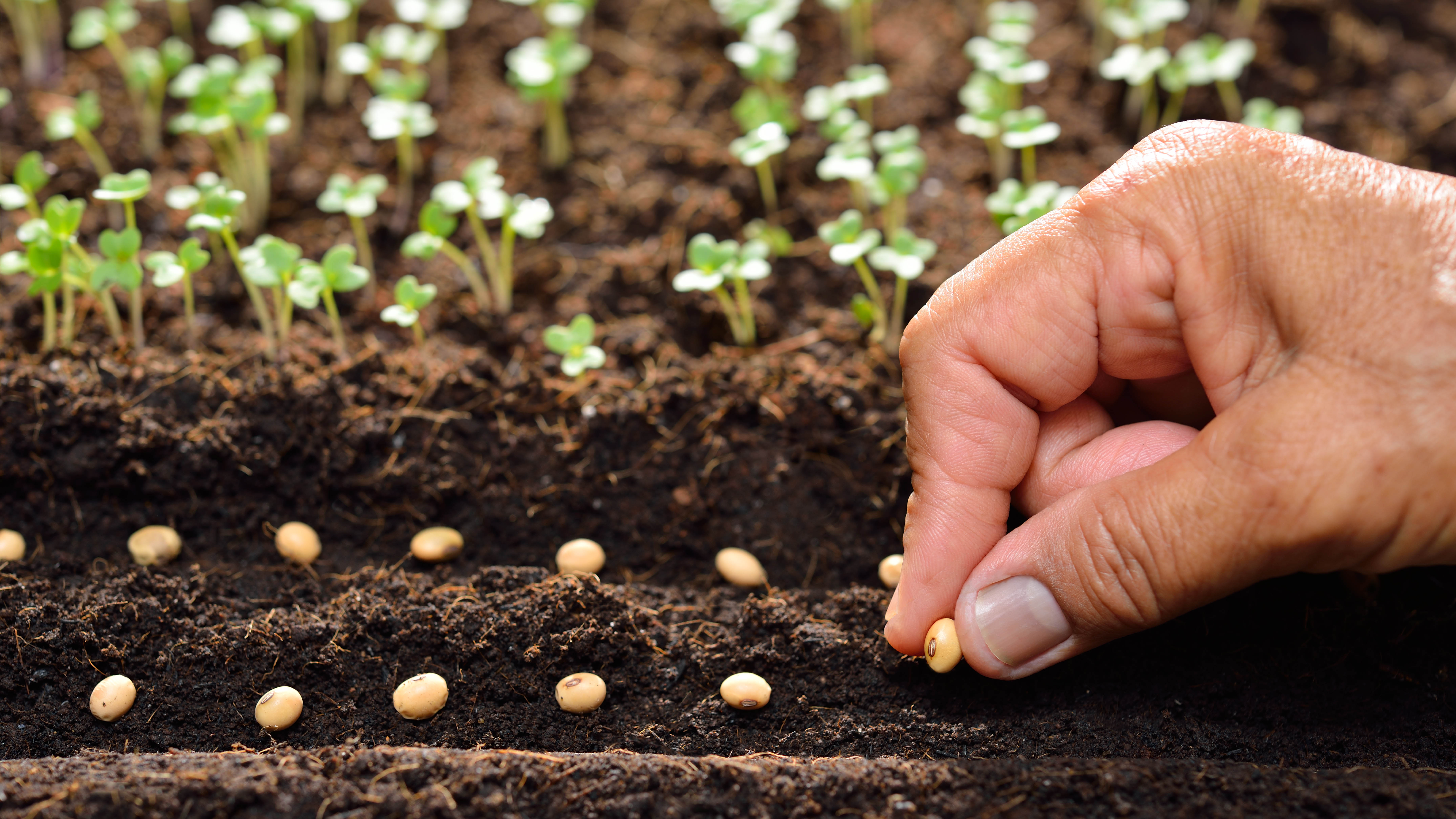 מישהו שותל זרעים באדמה, ליד צמחים שנבטו