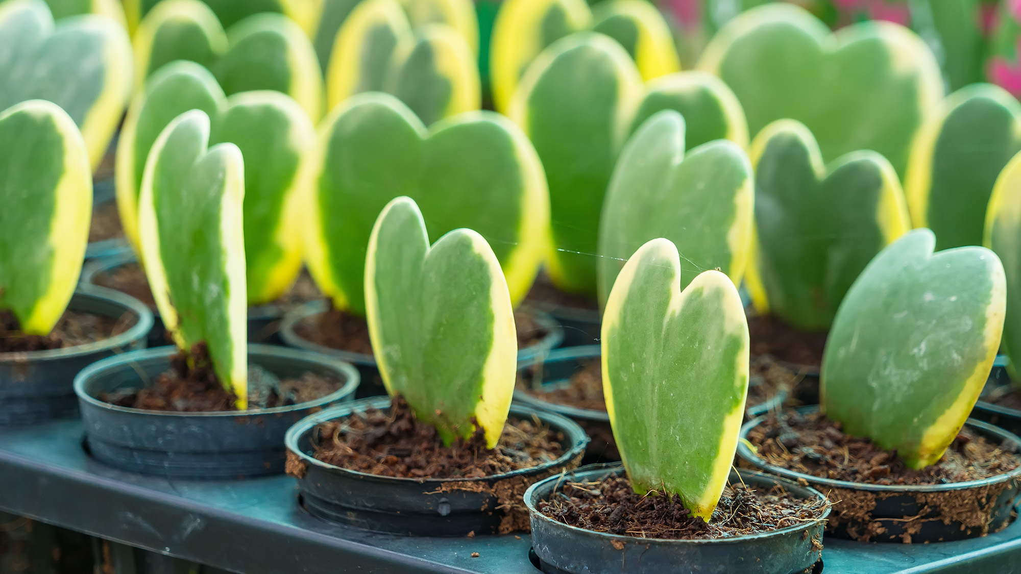 צמחי בית הויה