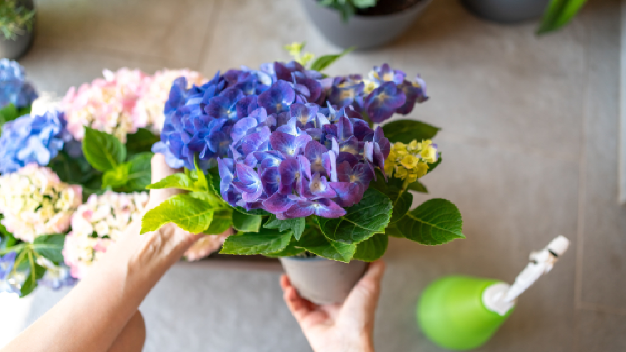 ערפול עלי הידראנגאה