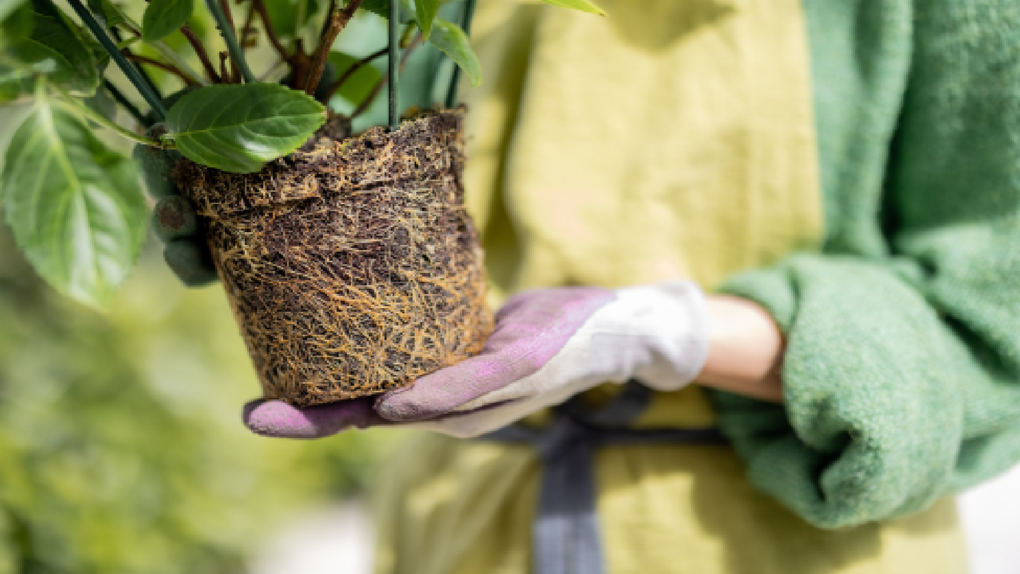 הידראנגאה קשורה לשורש