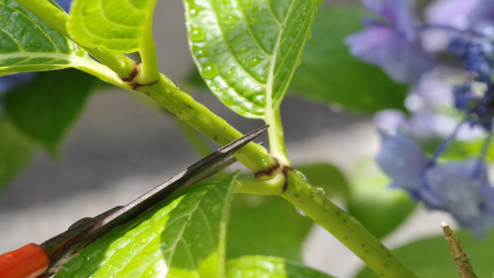 גיזום הידראנגאה