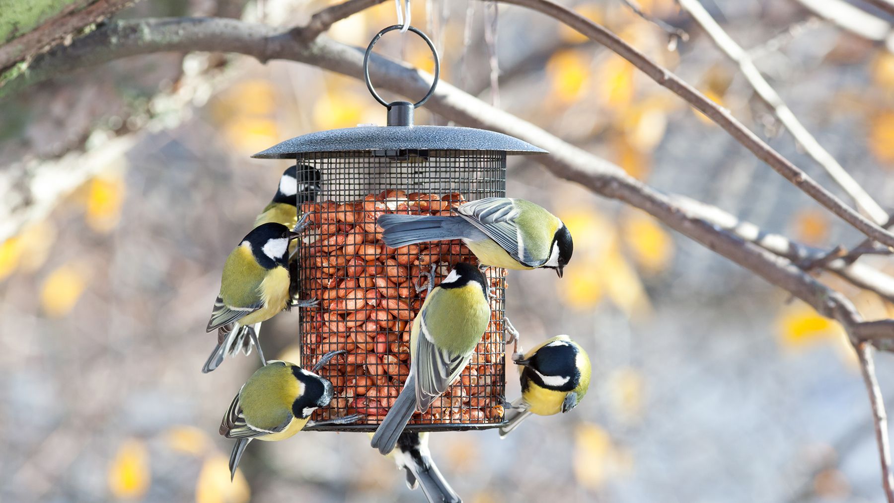 Great tits feeding on a bird feeder