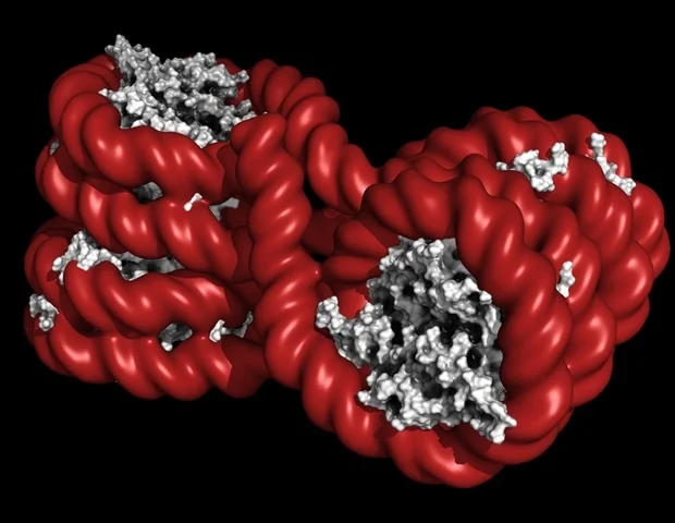 חשיפה טרום לידתית יחידה לקוטל פטריות הקשורה למחלה לאורך 20 דורות