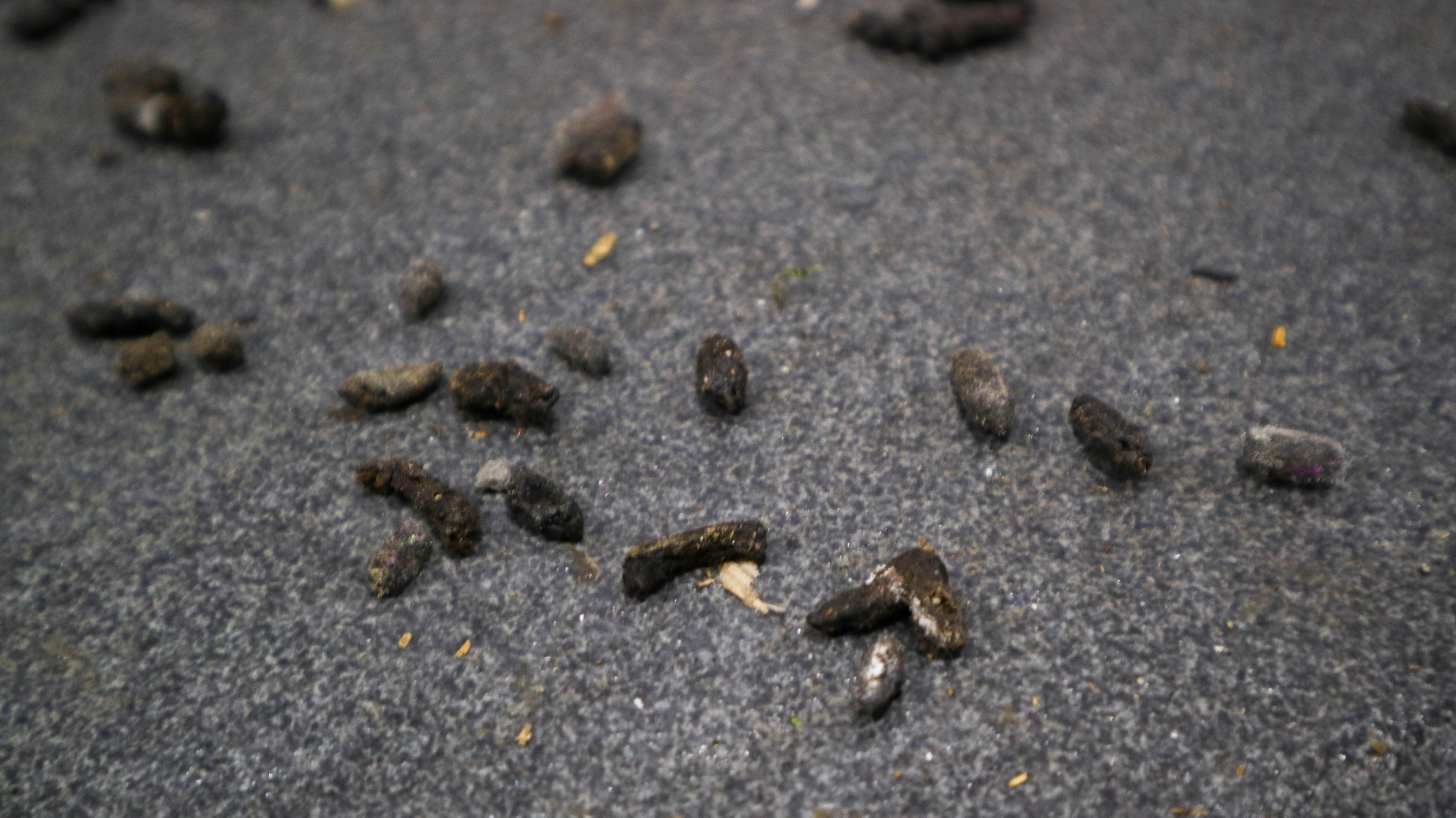 צואת חולדות