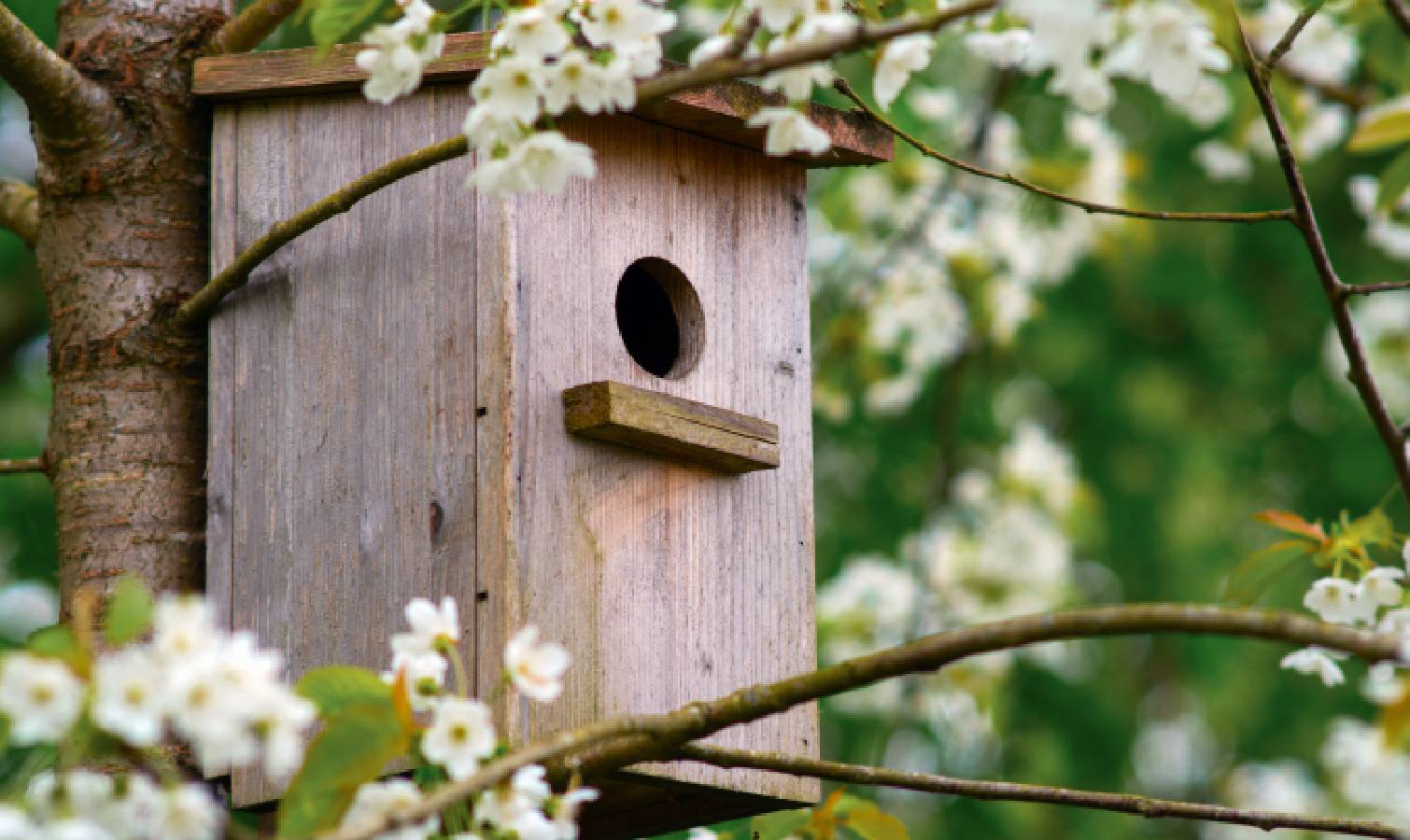 תיבת ציפורים
