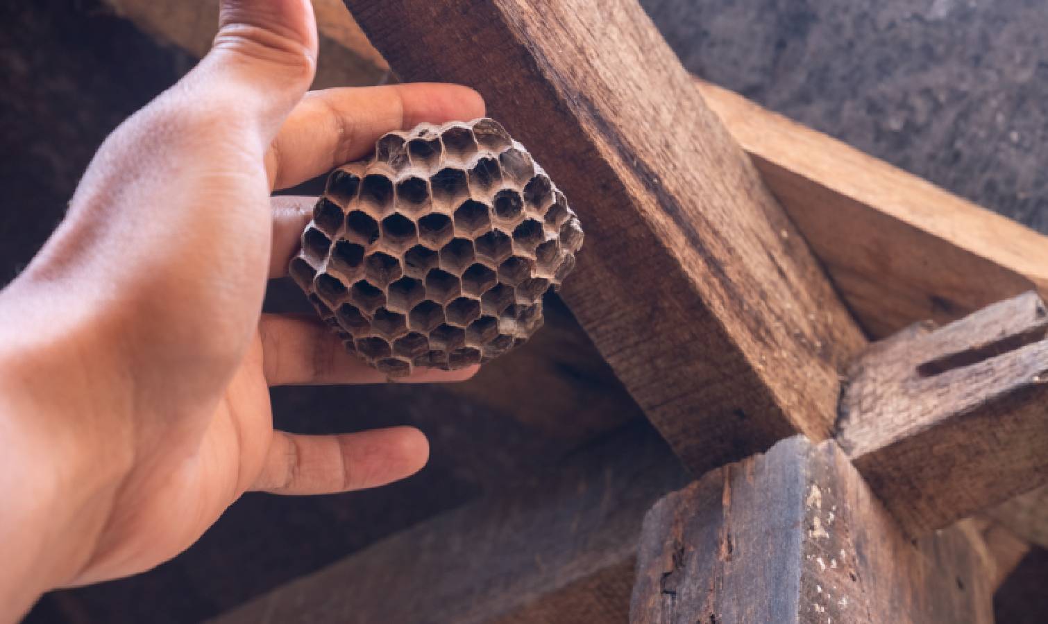 קן צרעות קטן